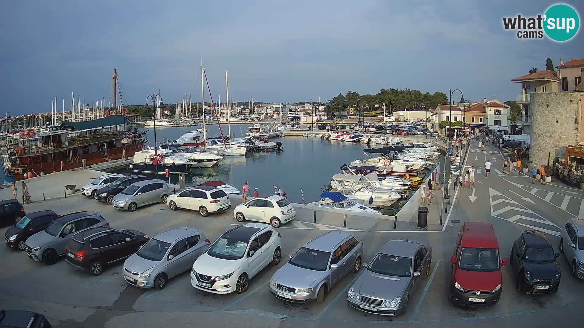 Novigrad | Porporela marina