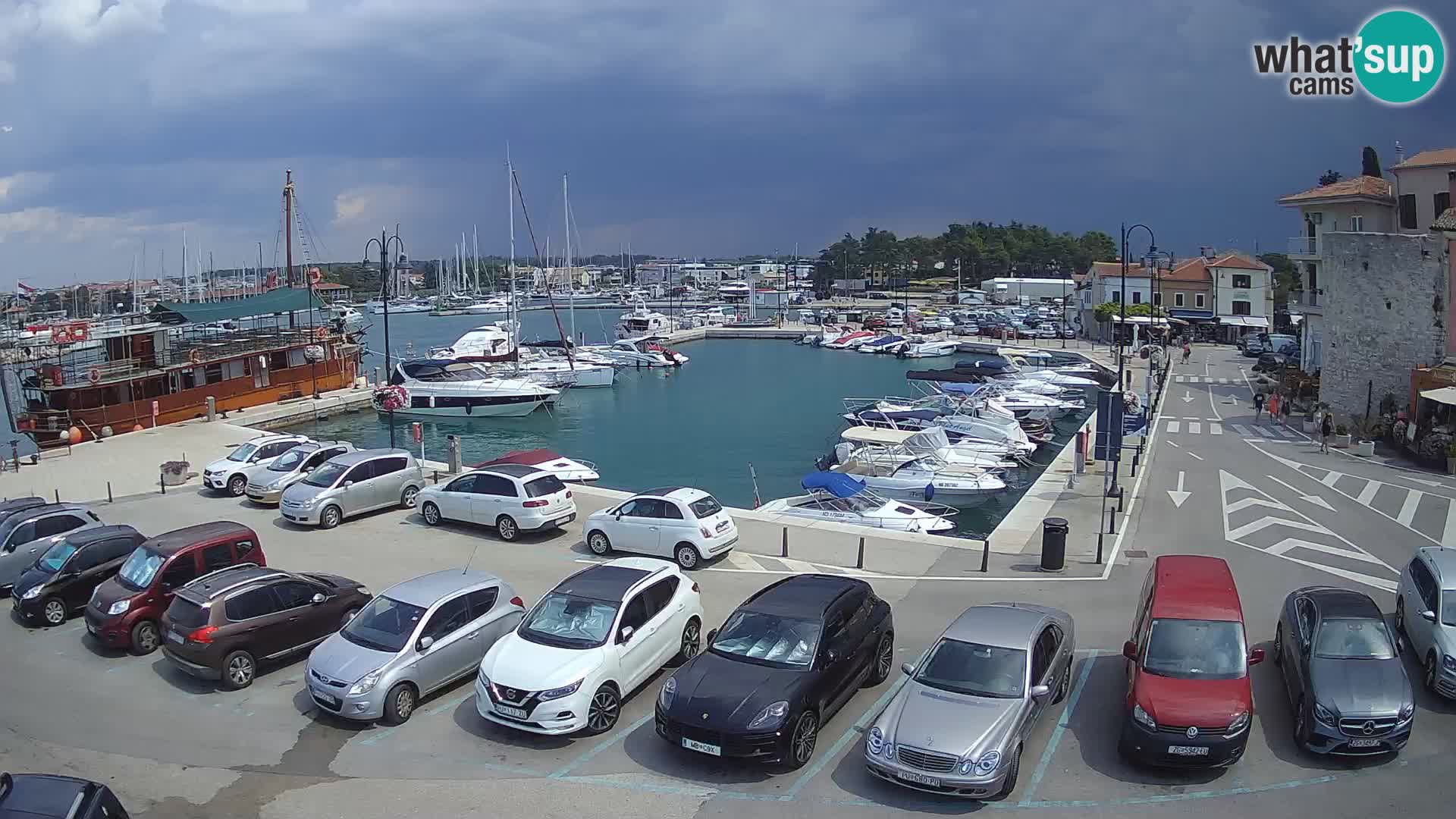 Novigrad | Porporela marina
