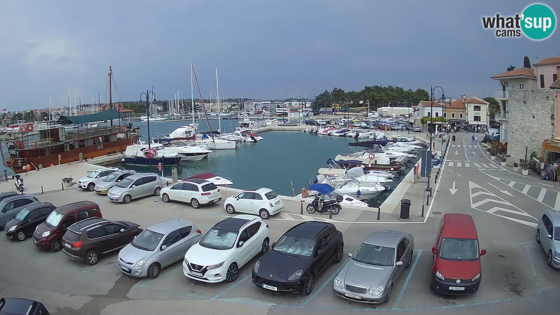Novigrad | Porporela marina