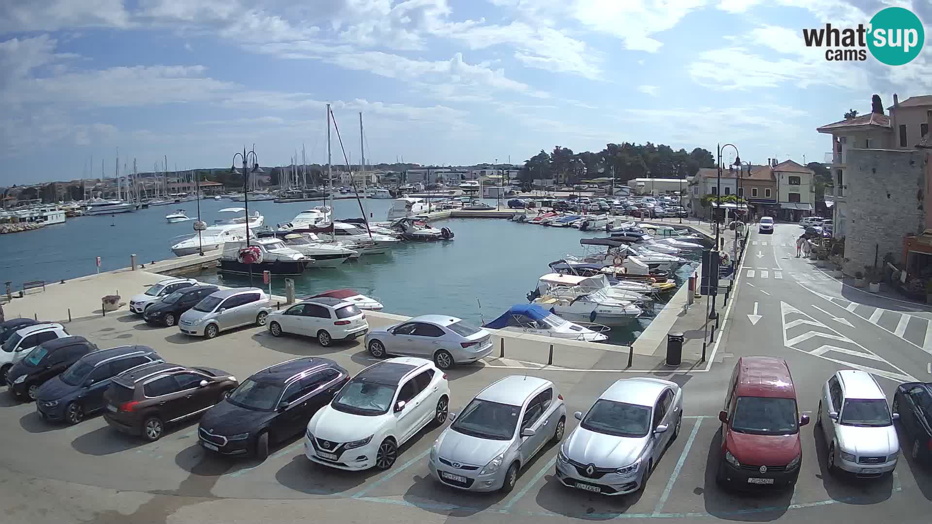 Novigrad | Porporela marina