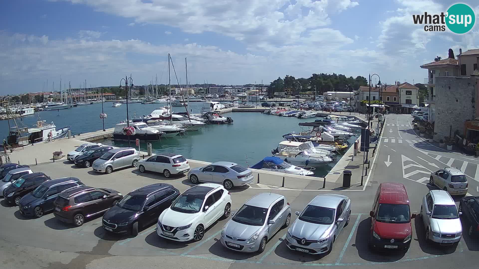 Novigrad | Porporela marina