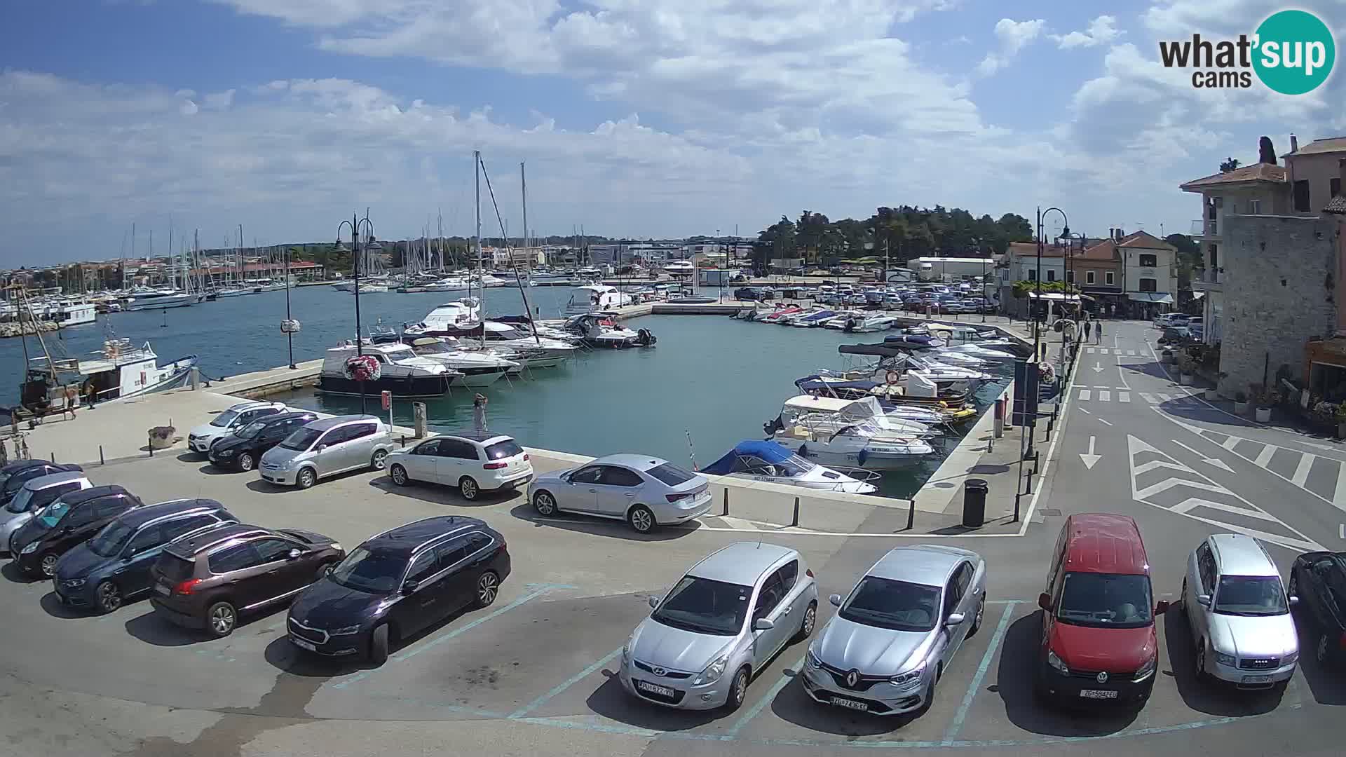 Novigrad | Porporela marina