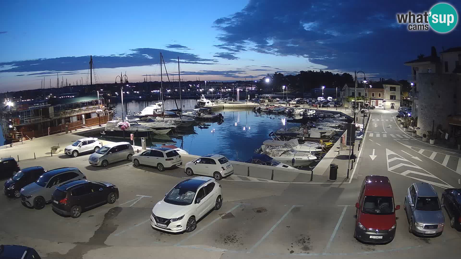 Novigrad | Porporela marina