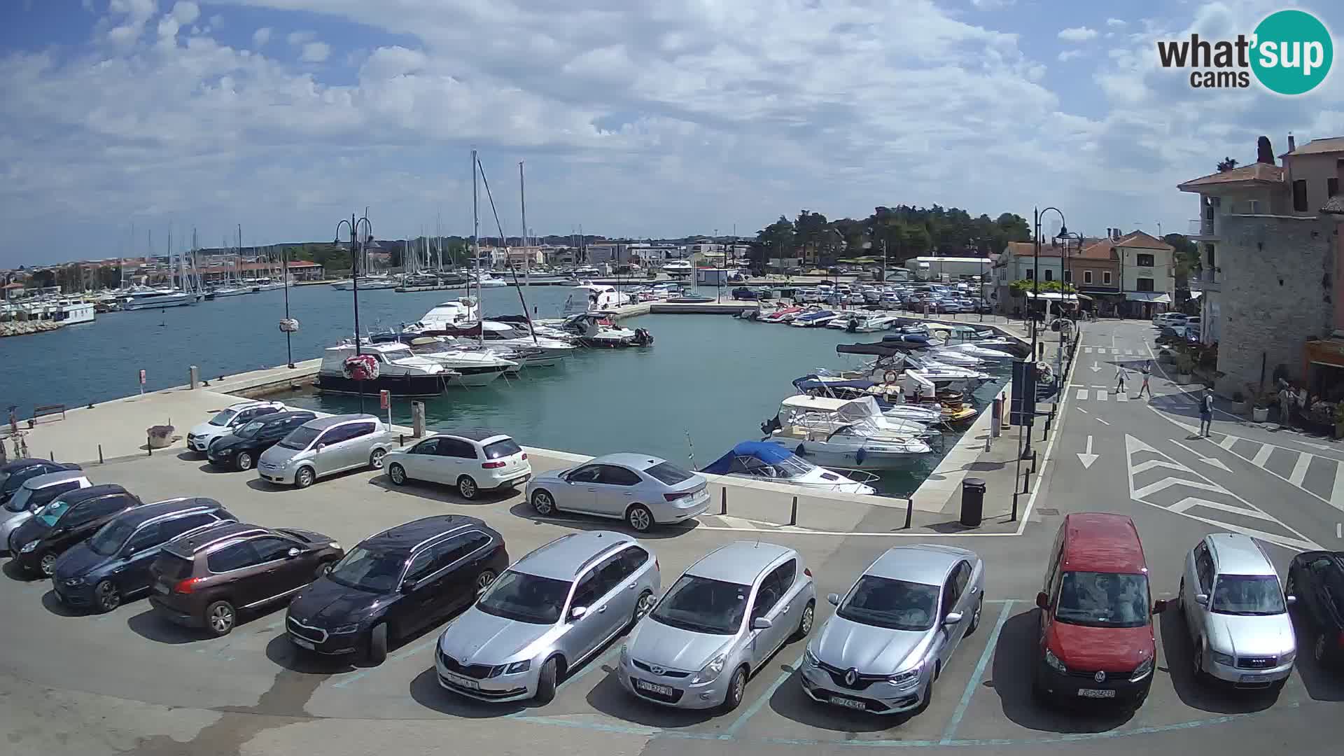 Novigrad | Porporela marina