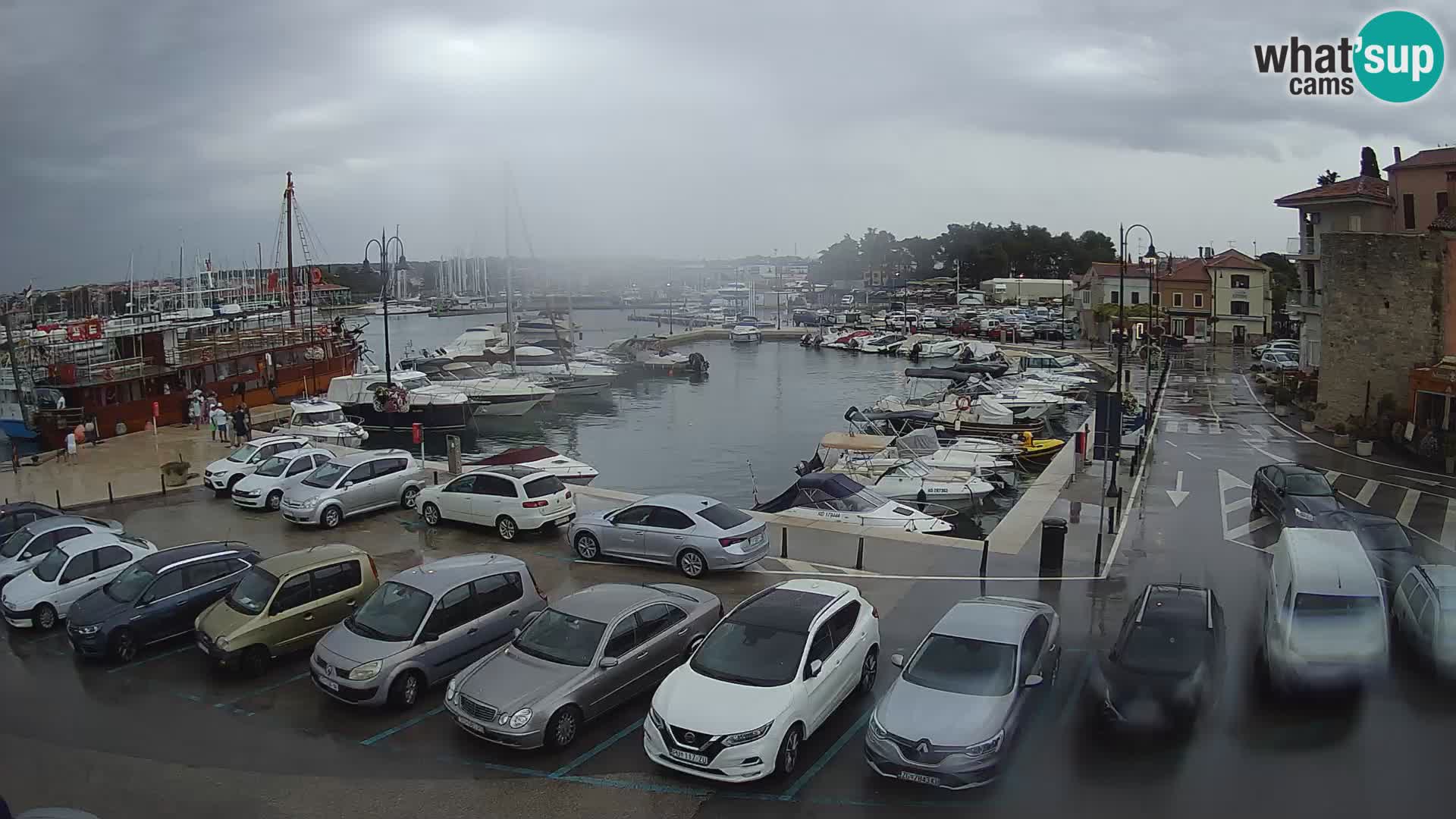 Novigrad | Porporela marina