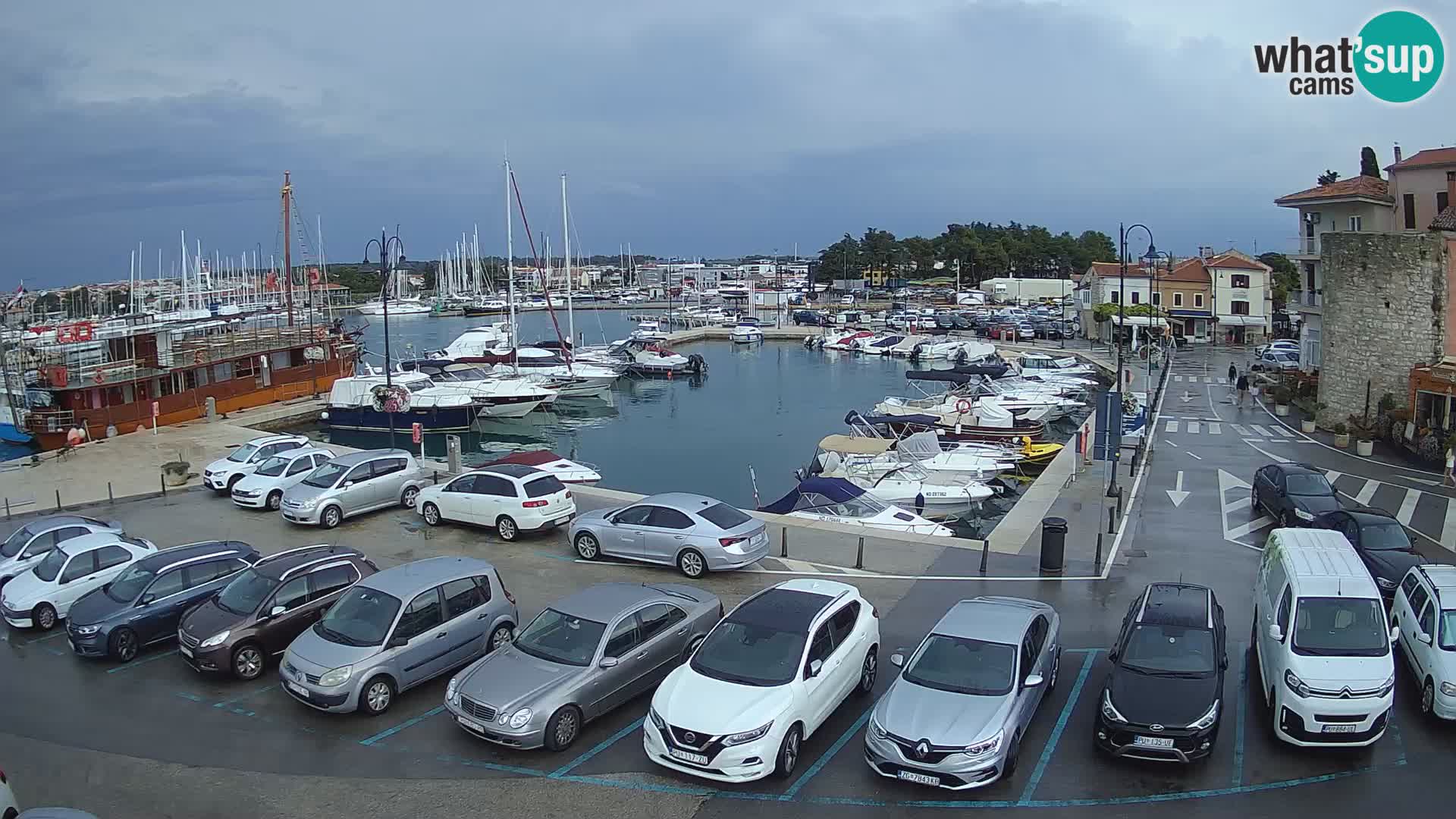 Novigrad | Porporela marina