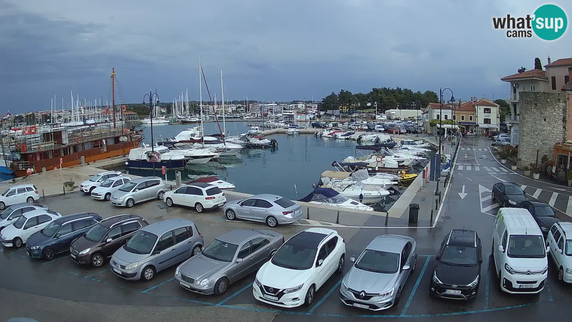 Novigrad | Porporela marina