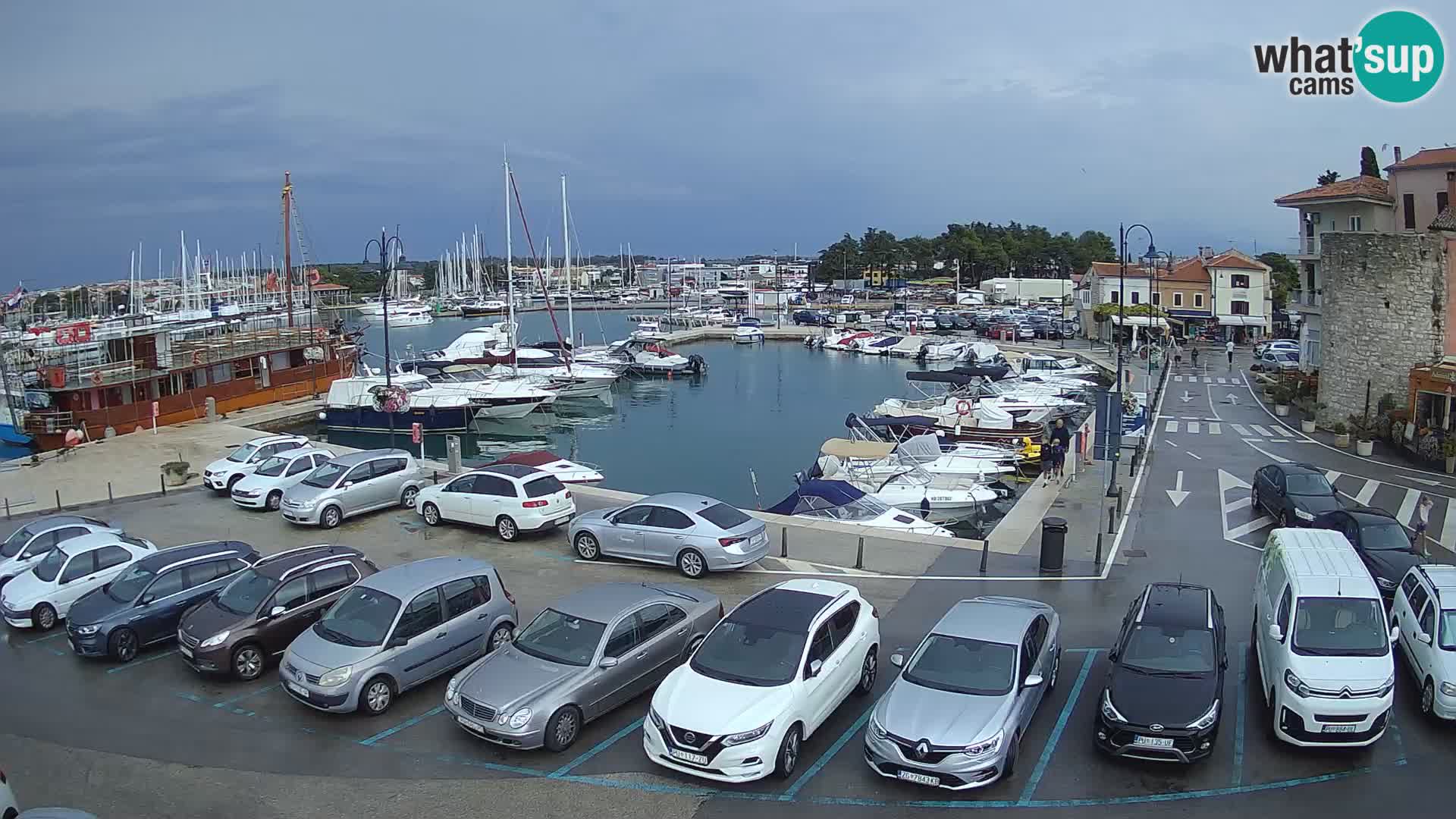 Novigrad | Porporela marina