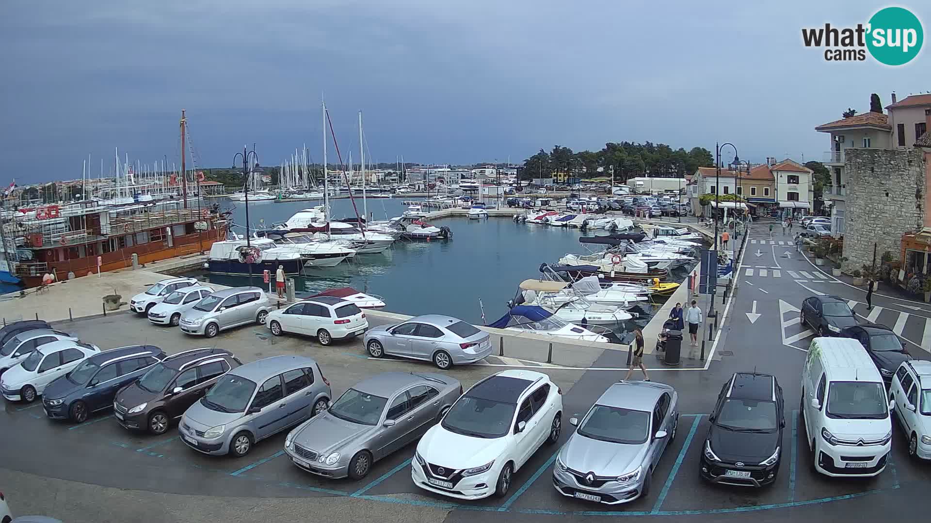 Novigrad | Porporela marina