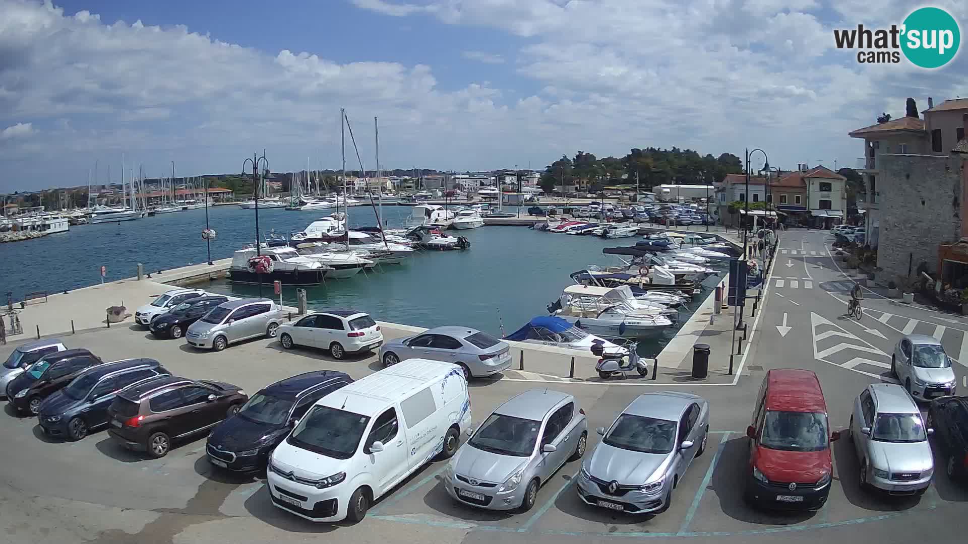 Novigrad | Porporela marina