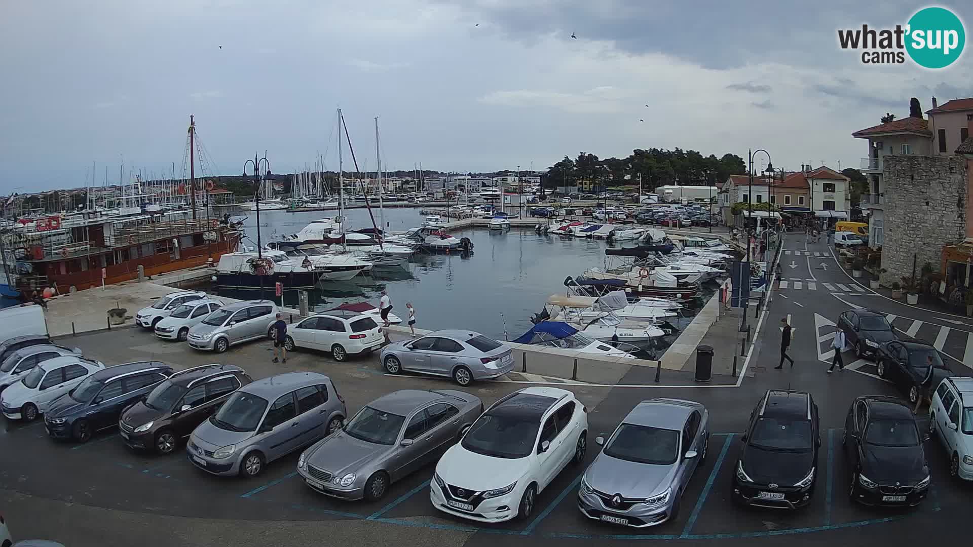 Novigrad | Porporela marina