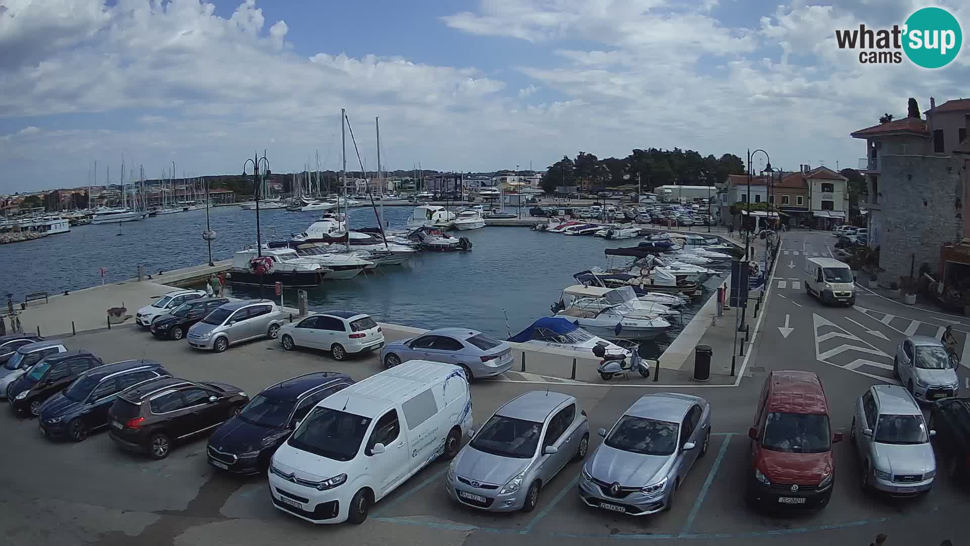 Novigrad | Porporela marina