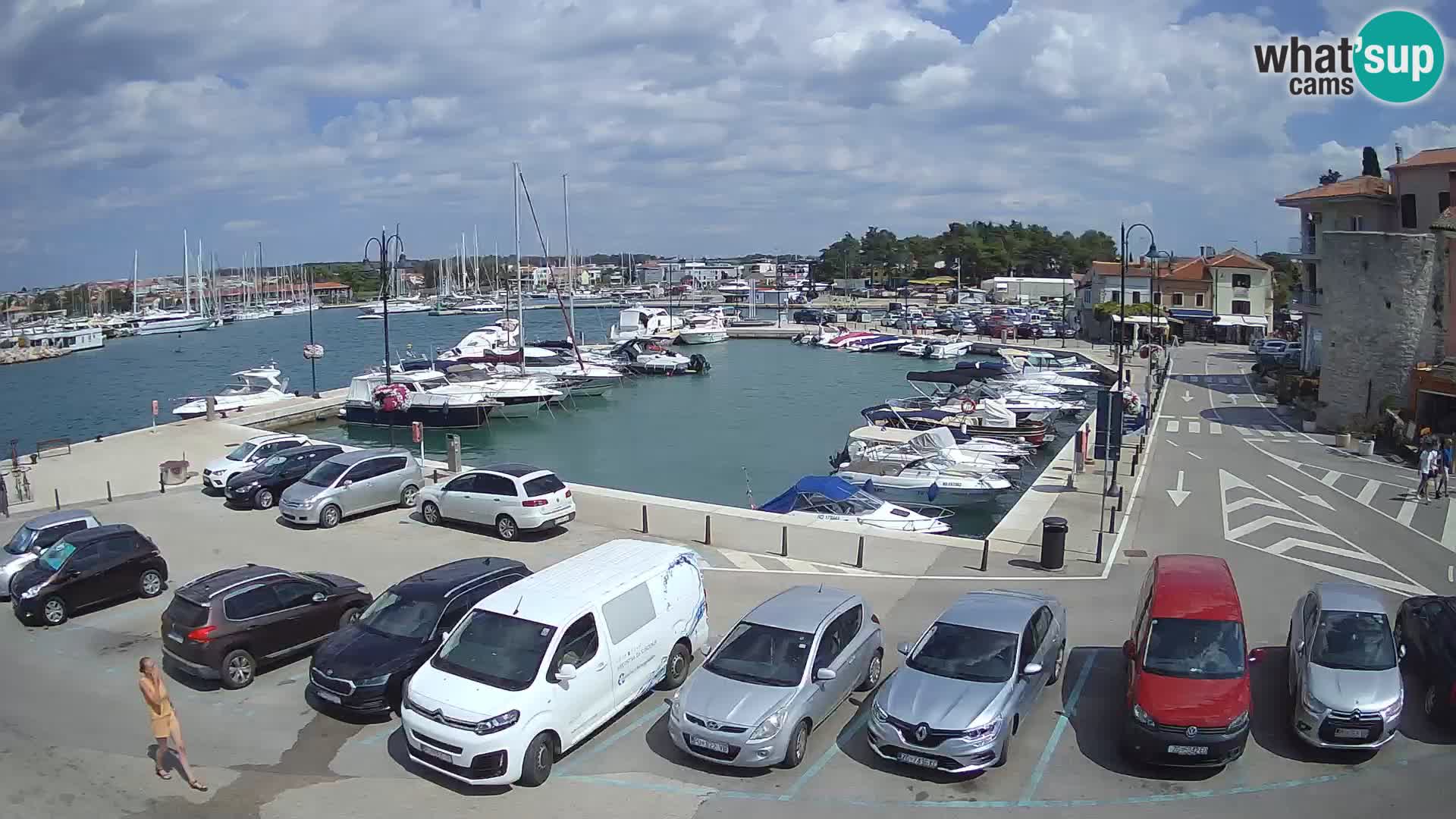 Novigrad | Porporela marina