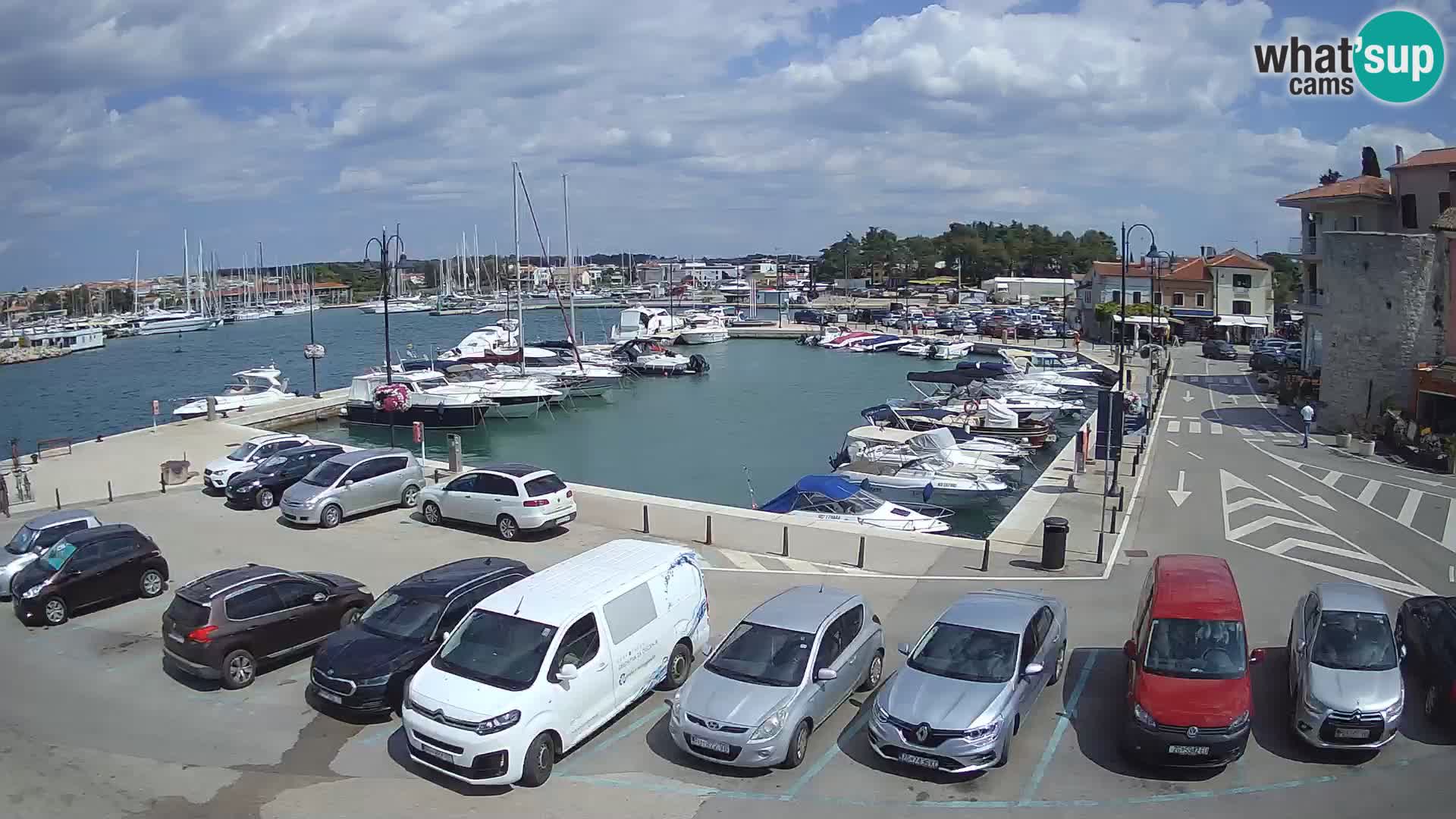 Novigrad | Porporela marina