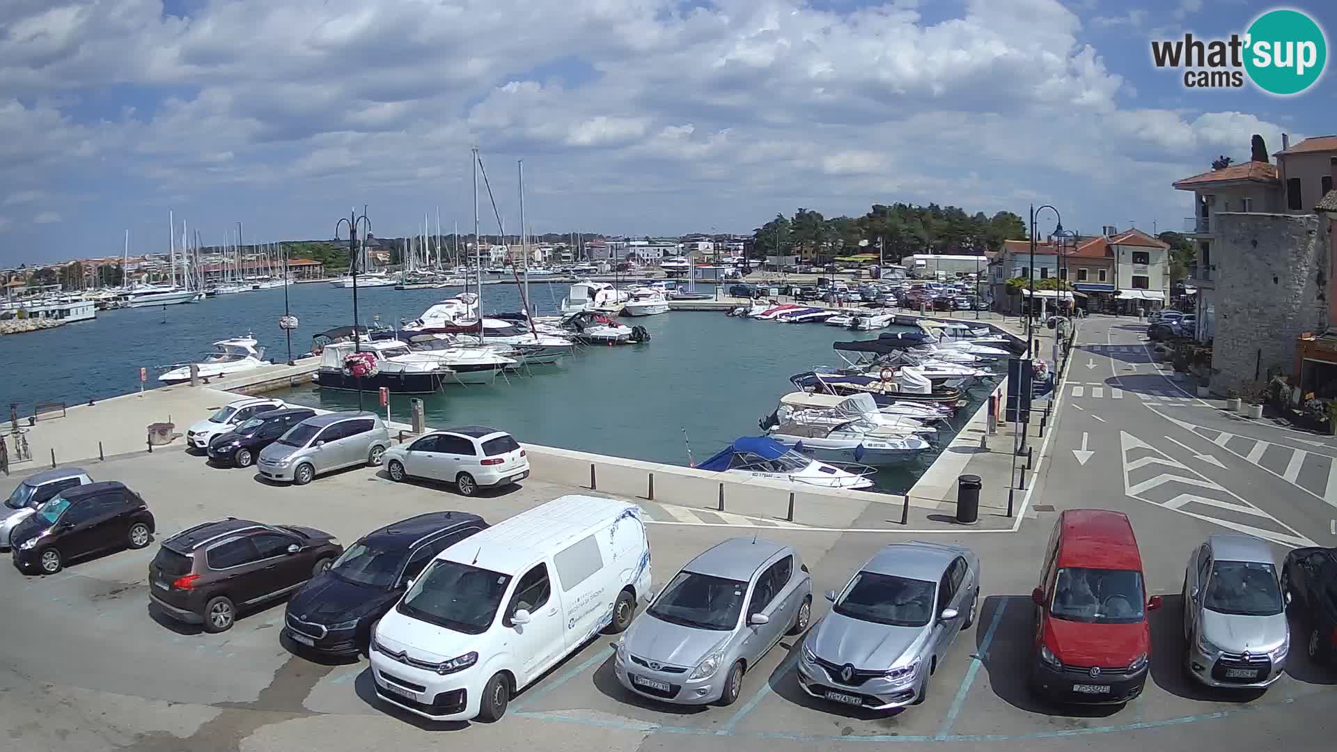 Novigrad | Porporela marina