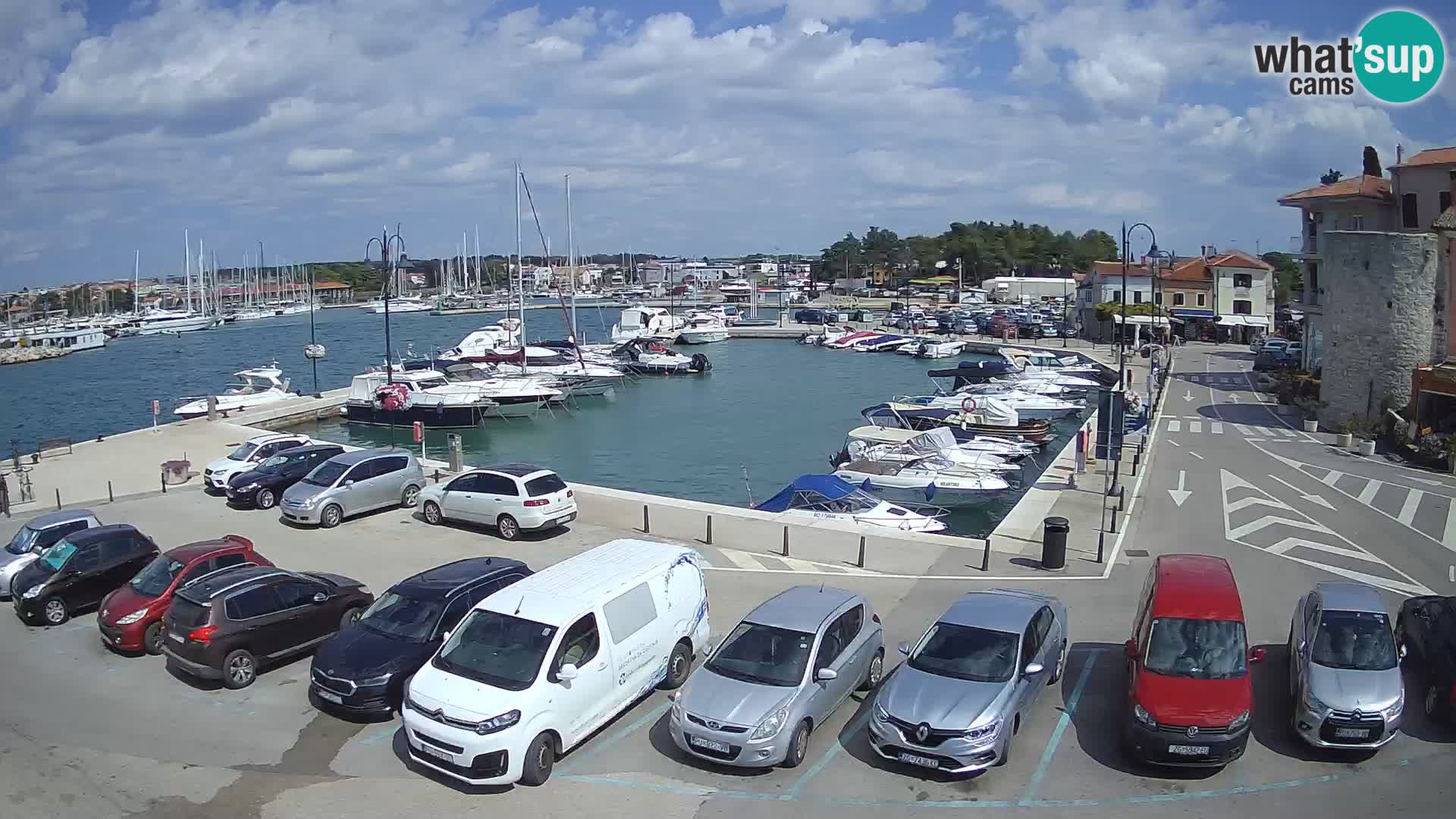 Novigrad | Porporela marina