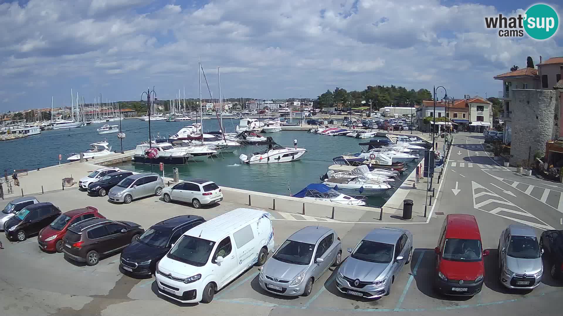 Novigrad | Porporela marina