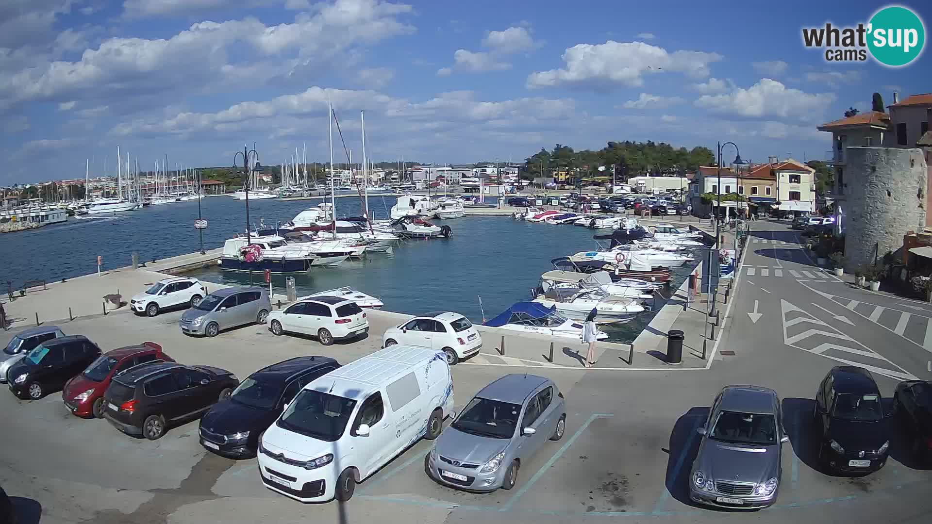 Novigrad | Porporela marina