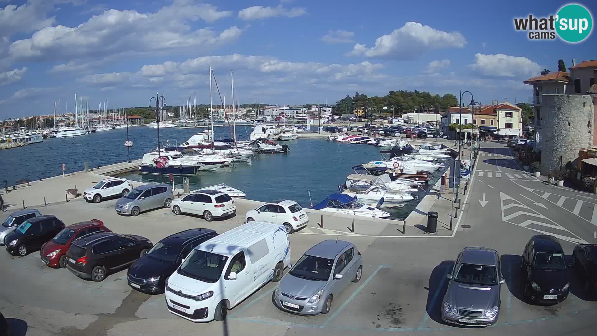 Novigrad | Porporela marina
