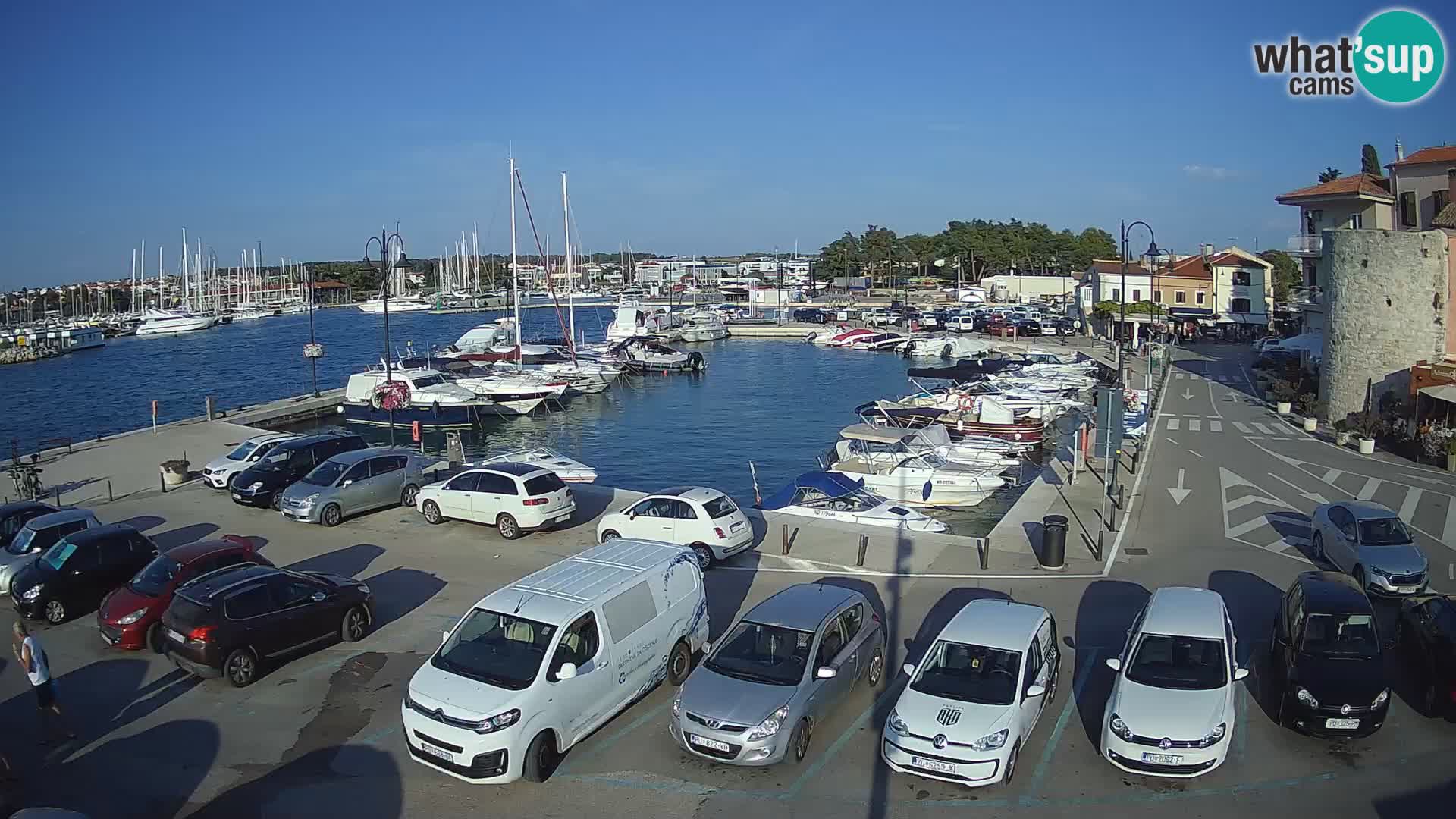 Novigrad | Porporela marina