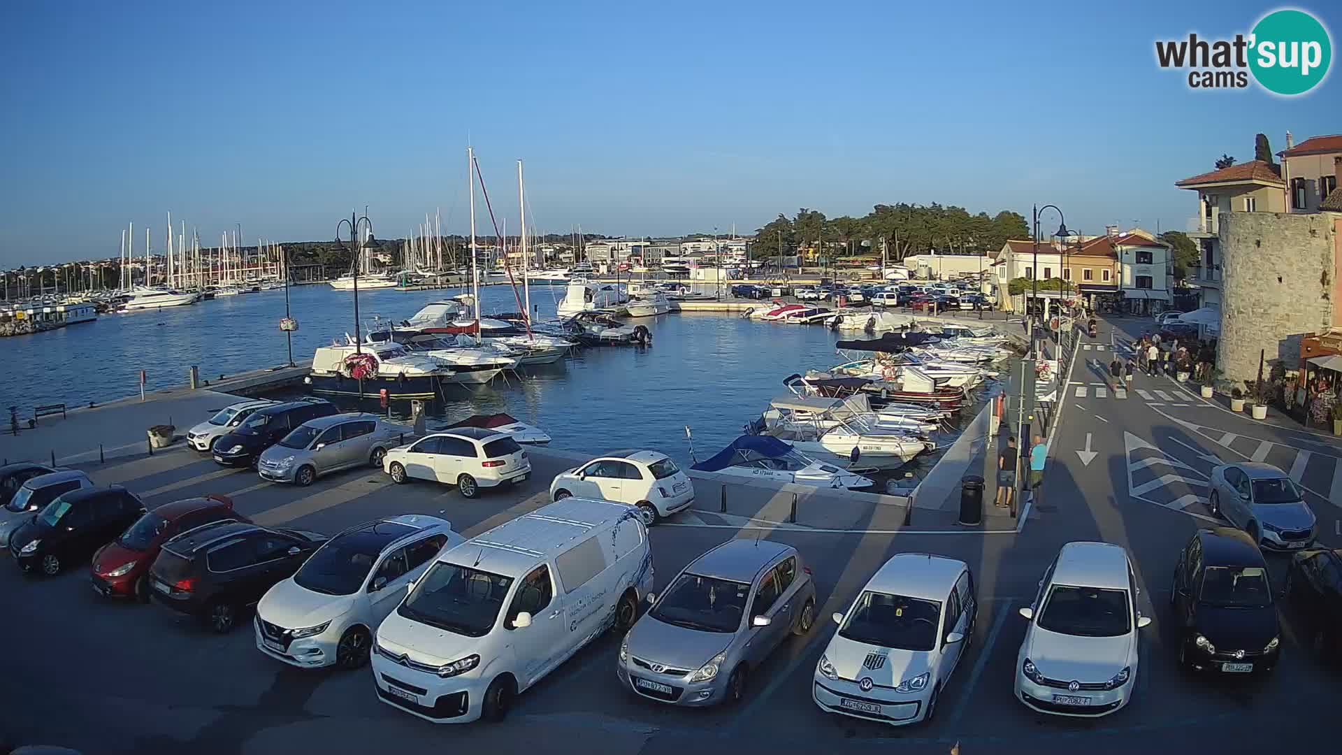 Novigrad | Porporela marina