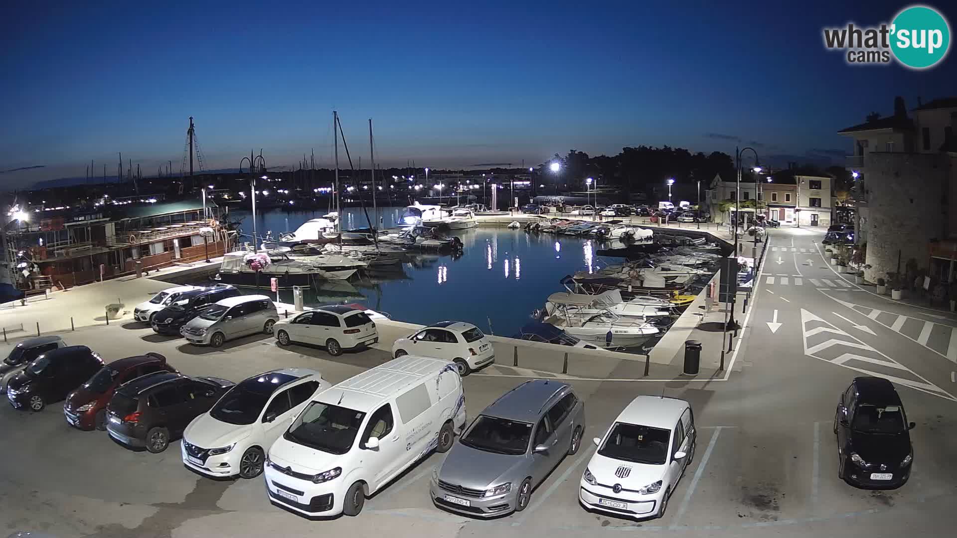Novigrad | Porporela marina