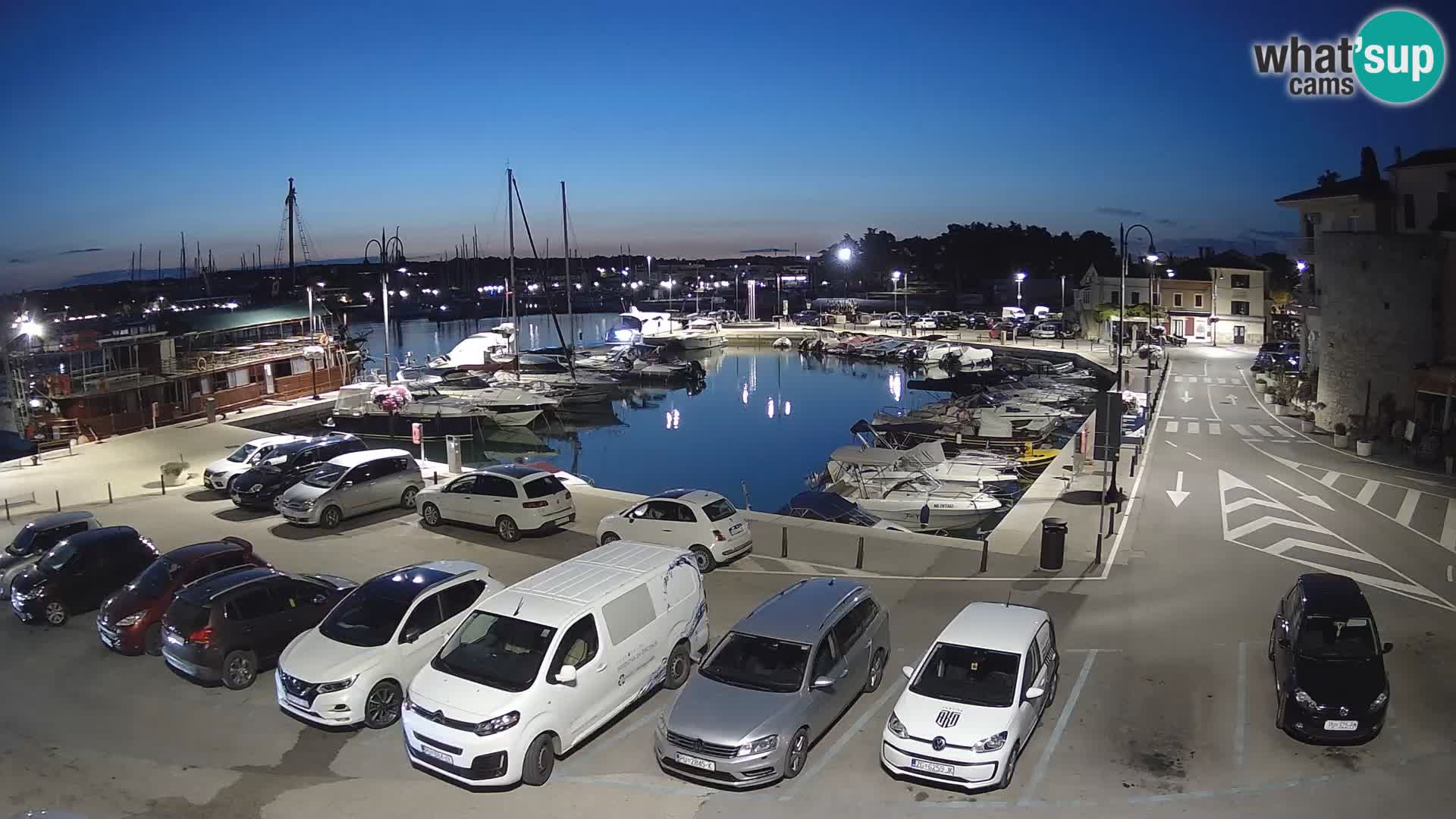 Novigrad | Porporela marina