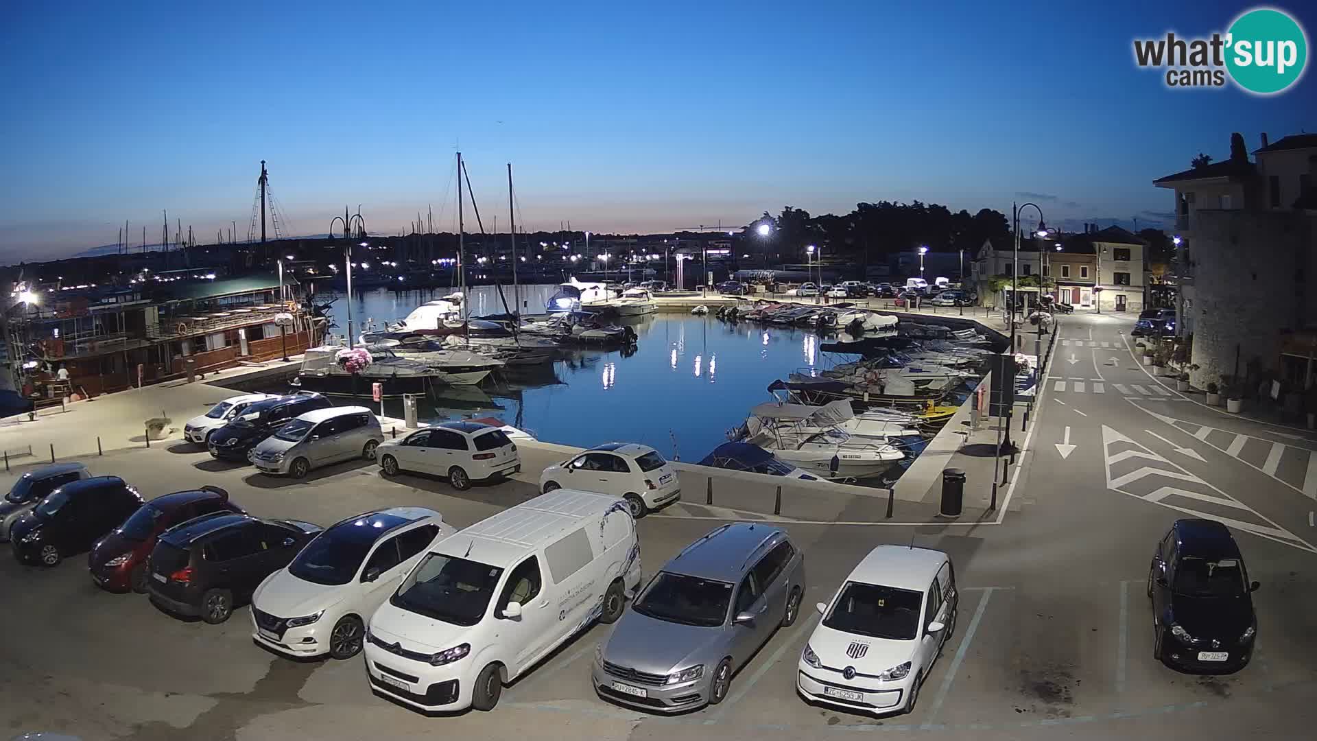Novigrad | Porporela marina