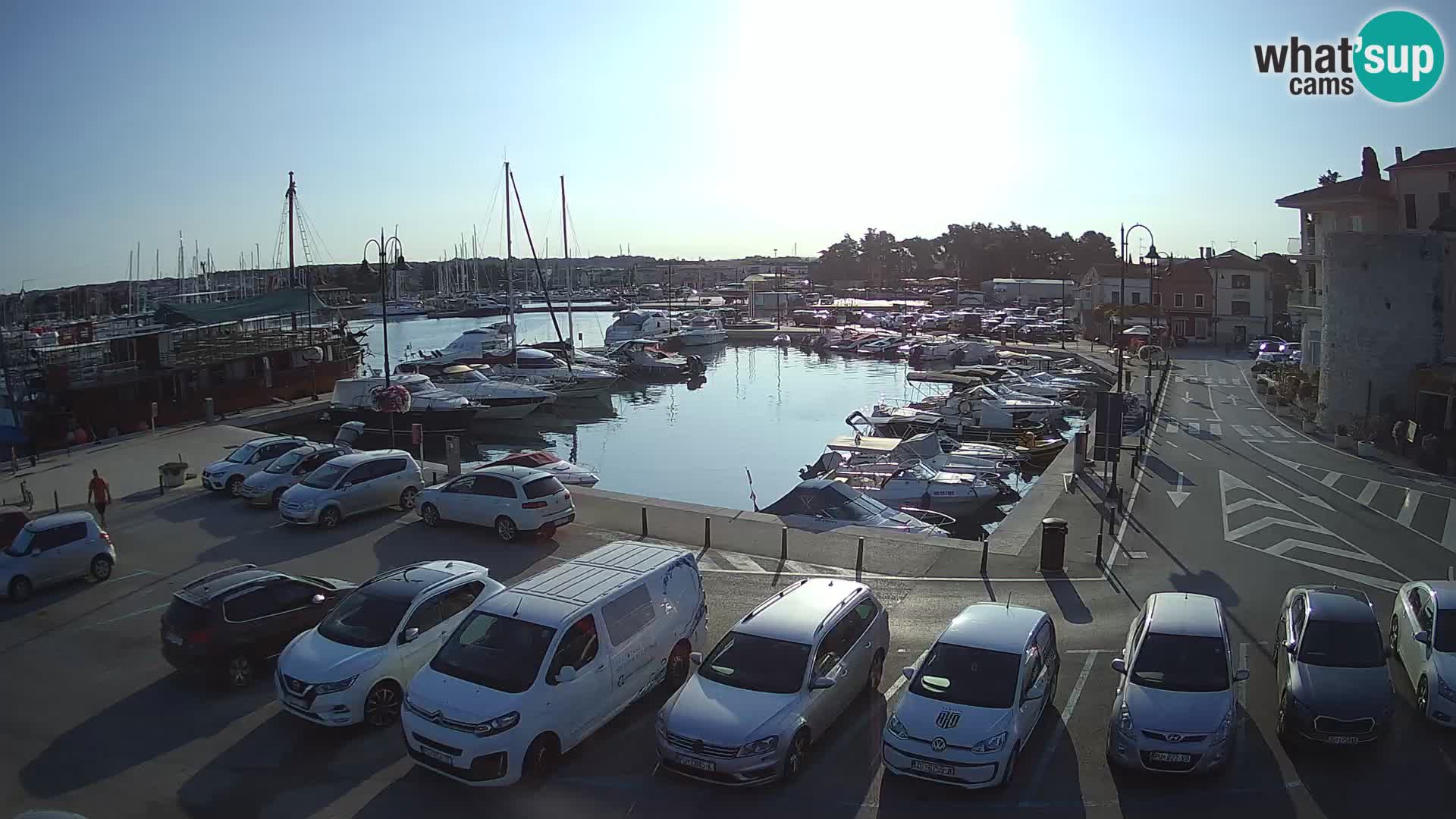 Novigrad | Porporela marina