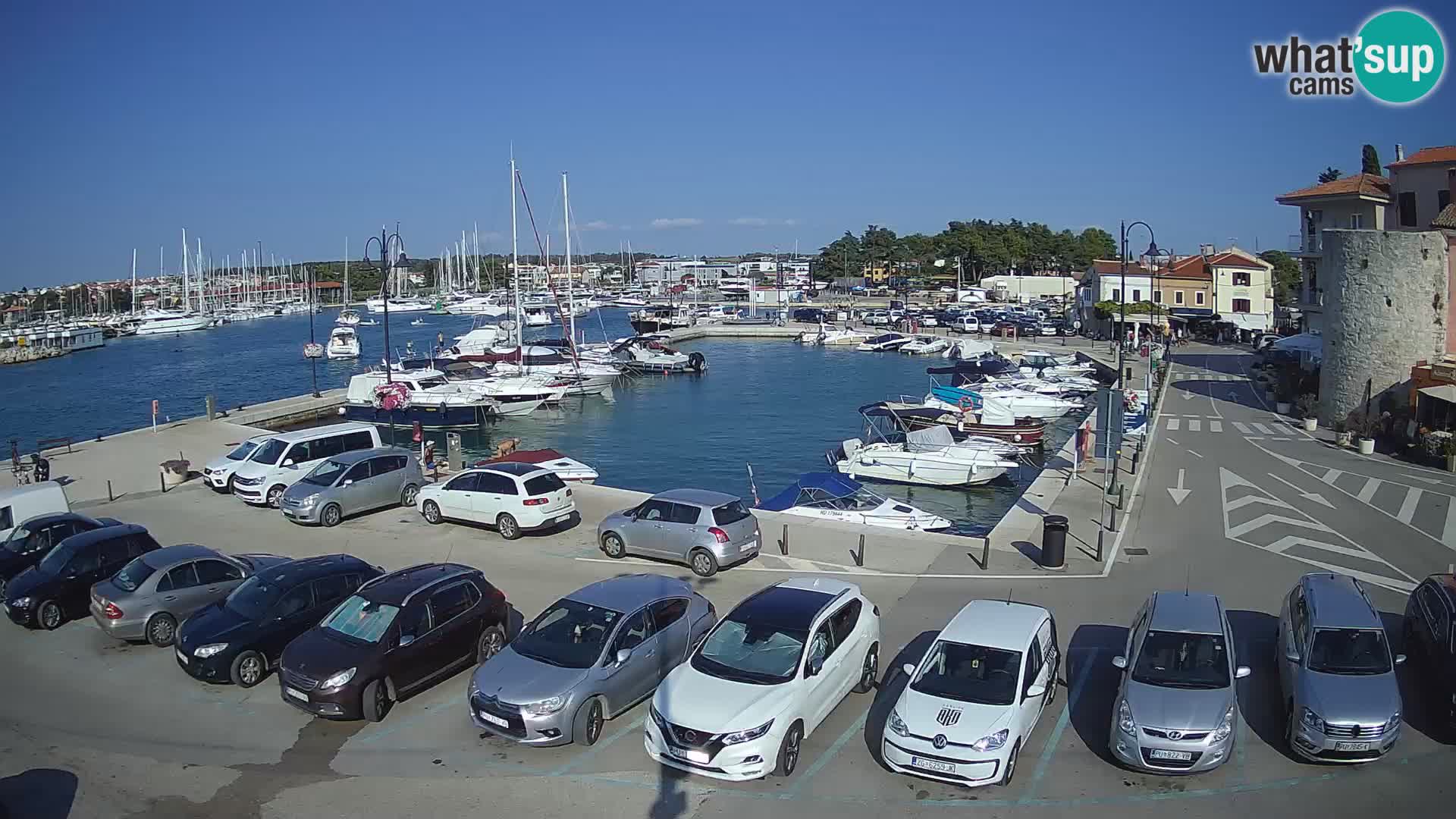Novigrad | Porporela marina