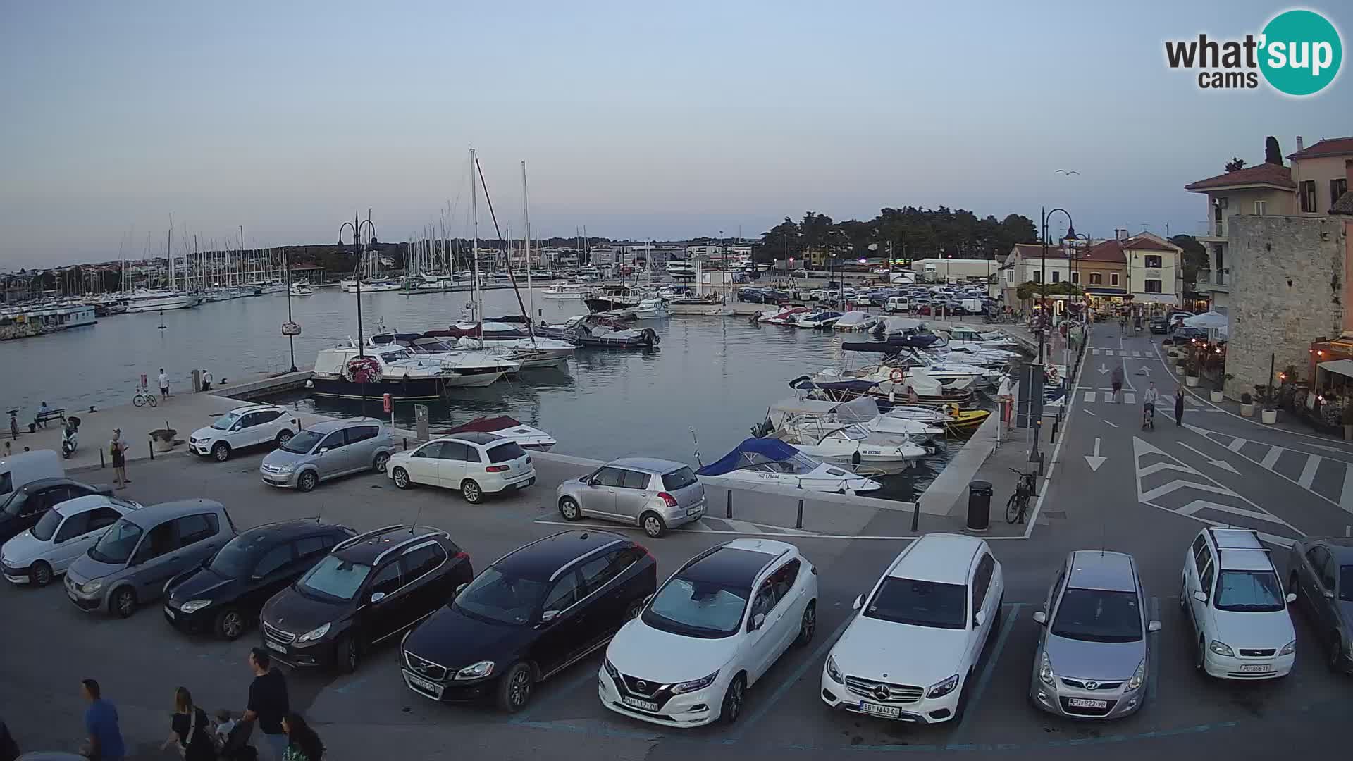 Novigrad | Porporela marina