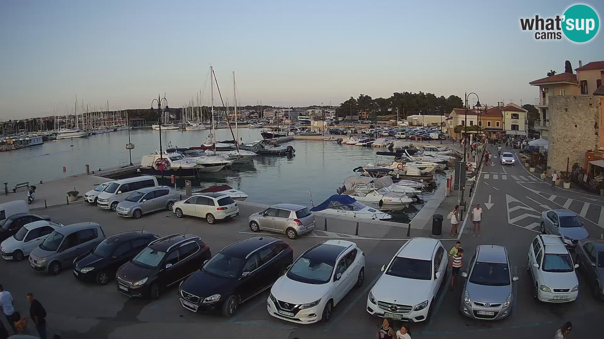 Novigrad | Porporela marina