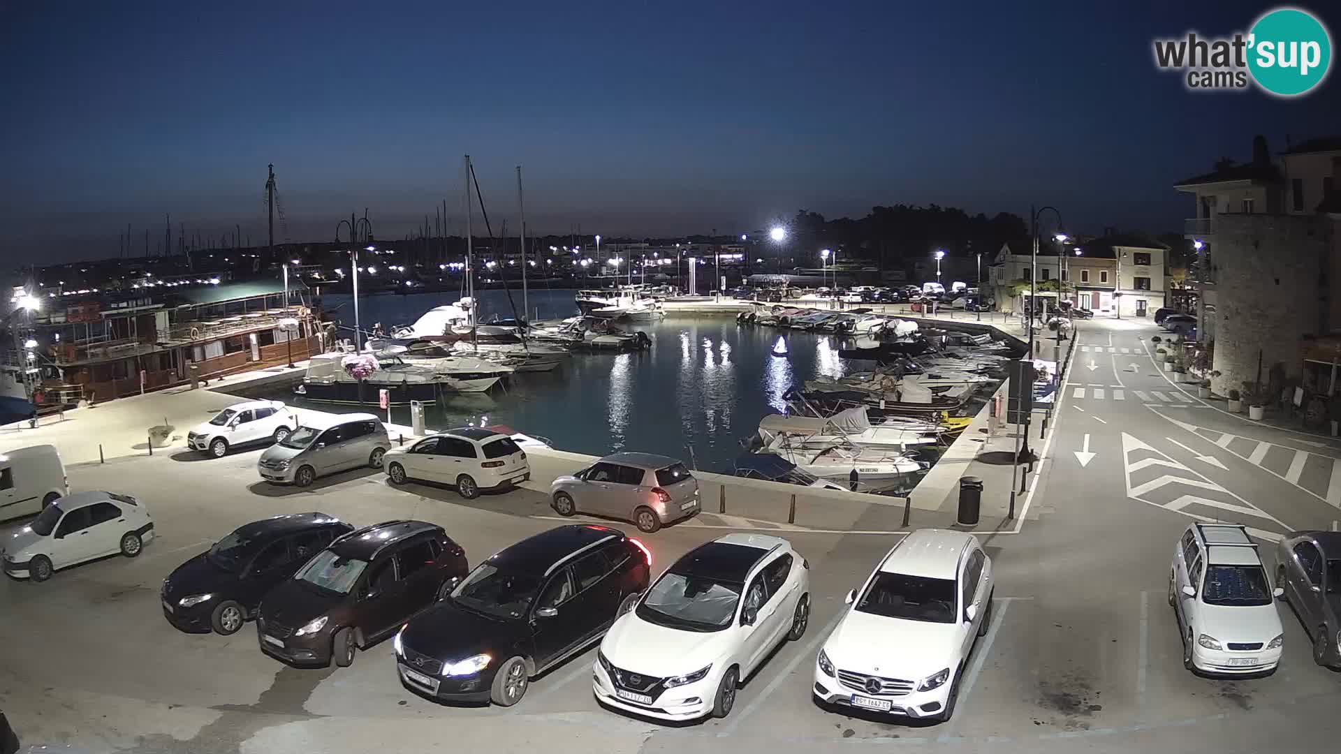 Novigrad | Porporela marina