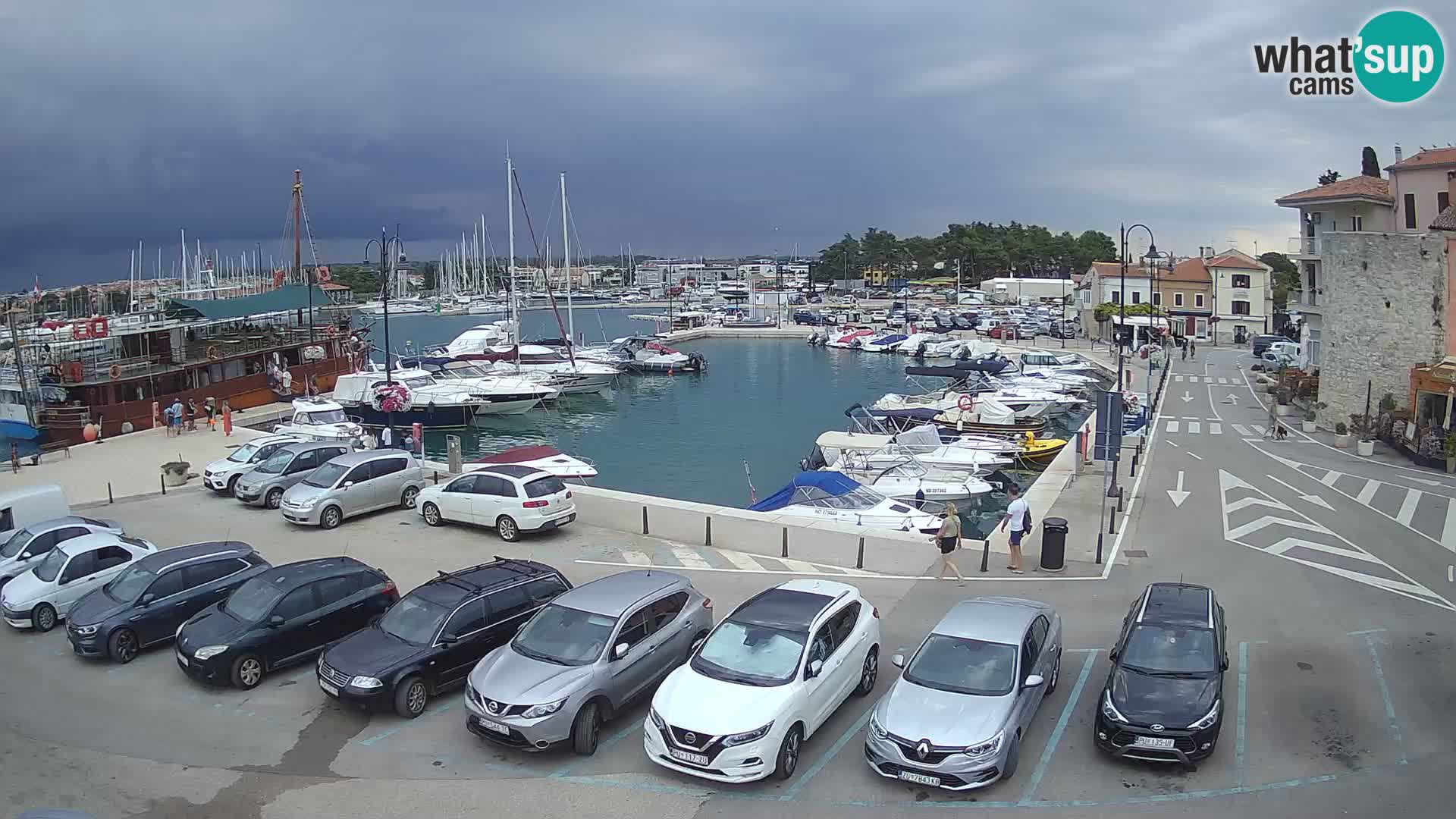 Novigrad | Porporela marina