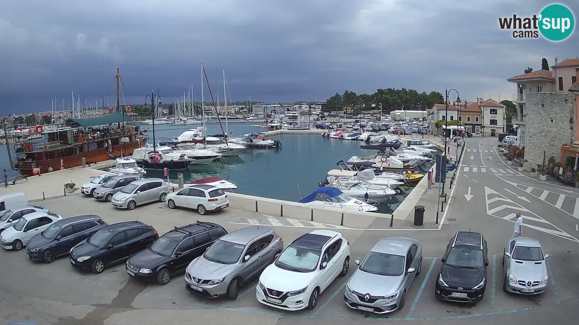 Novigrad | Porporela marina