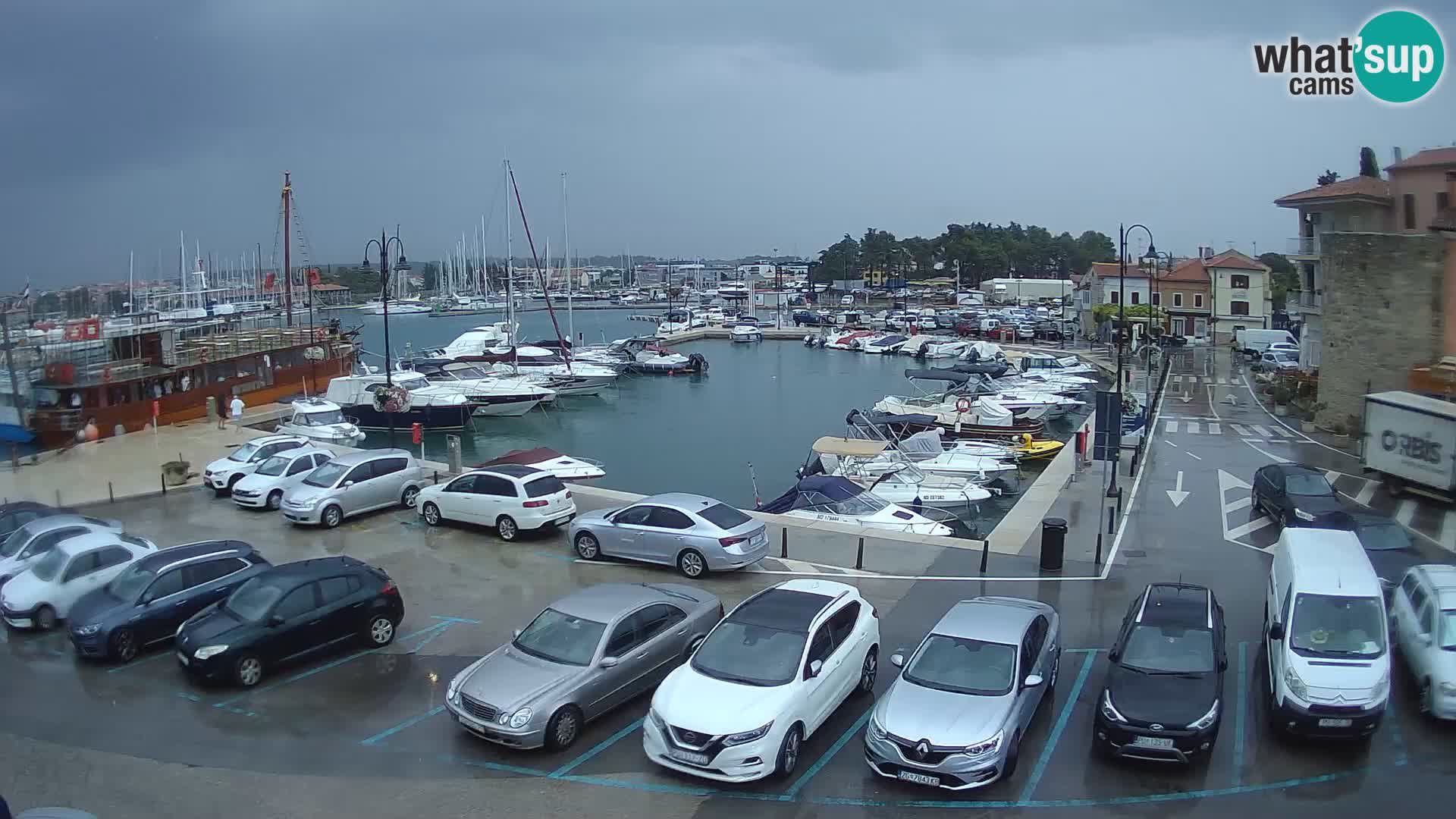 Novigrad | Porporela marina
