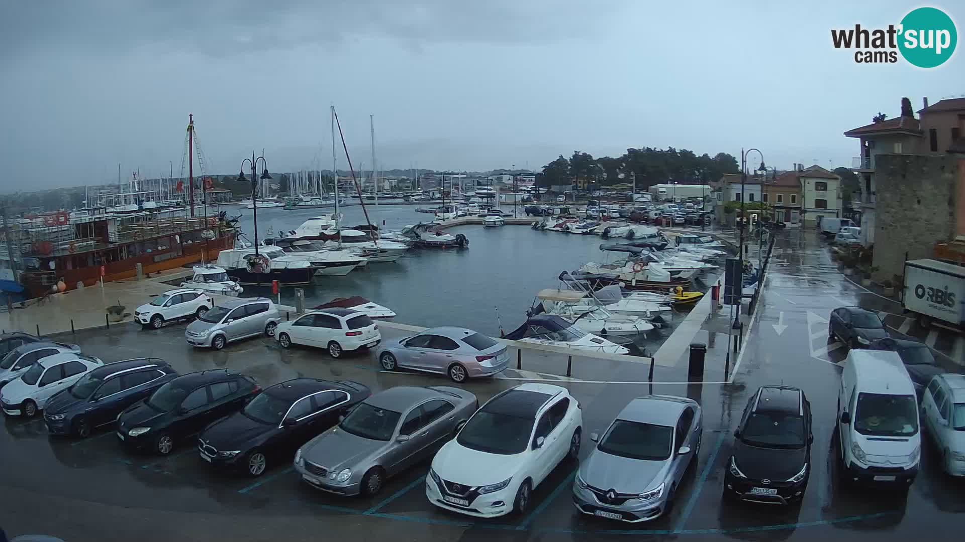 Novigrad | Porporela marina