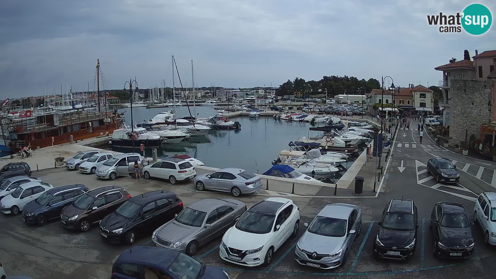 Novigrad | Porporela marina