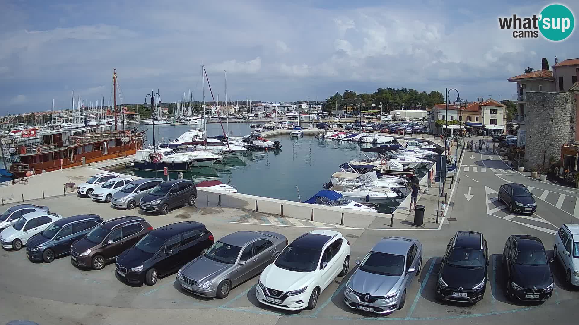 Novigrad | Porporela marina