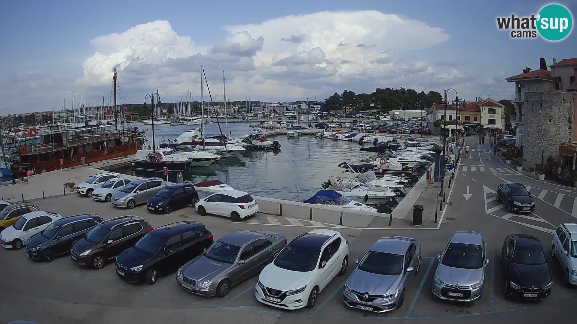 Novigrad | Porporela marina