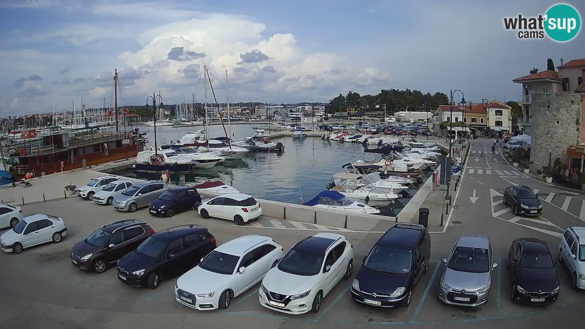 Novigrad | Porporela marina