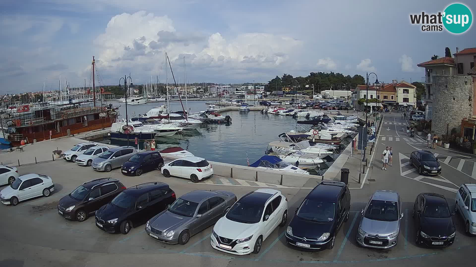 Novigrad | Porporela marina