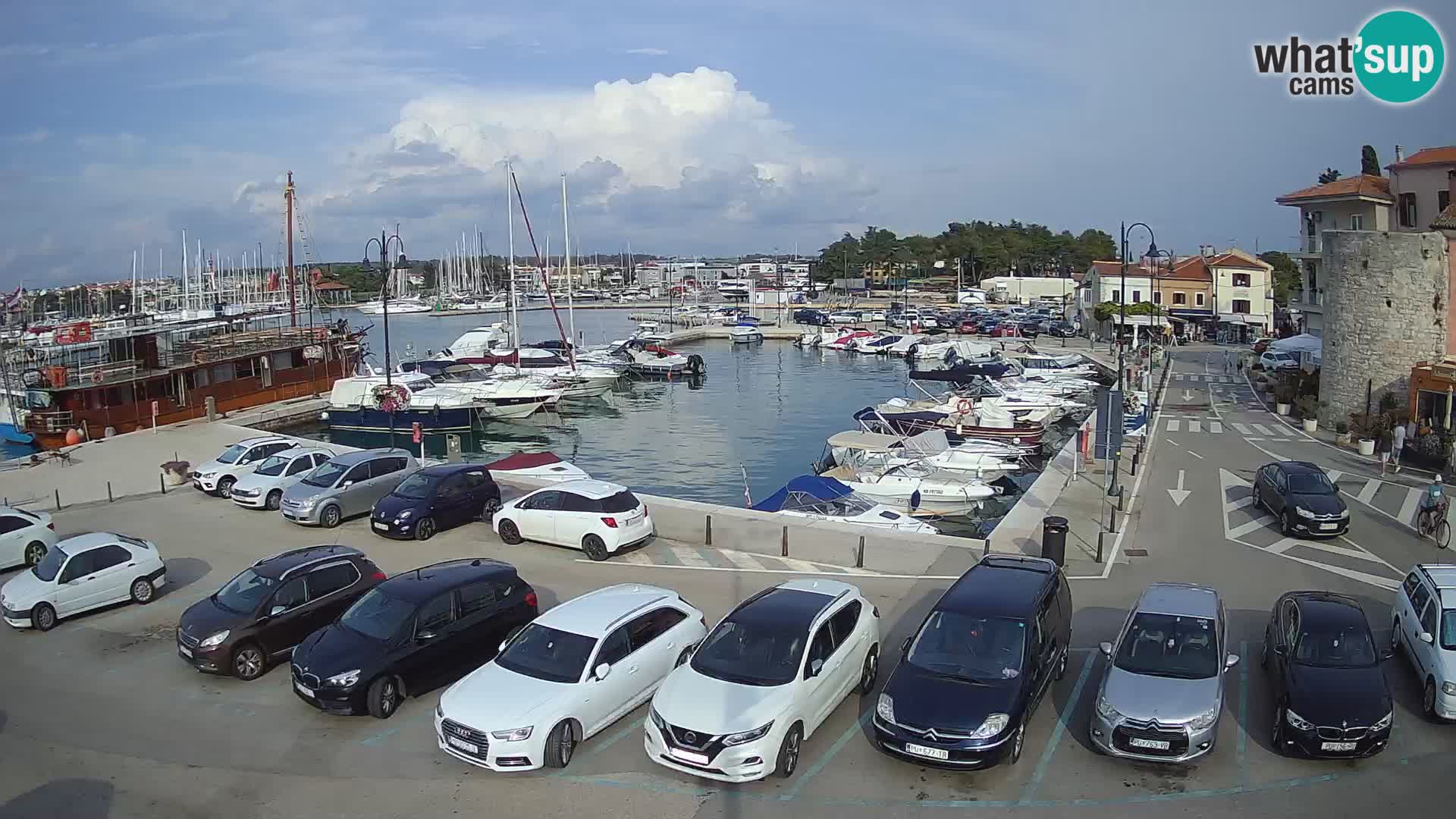 Novigrad | Porporela marina