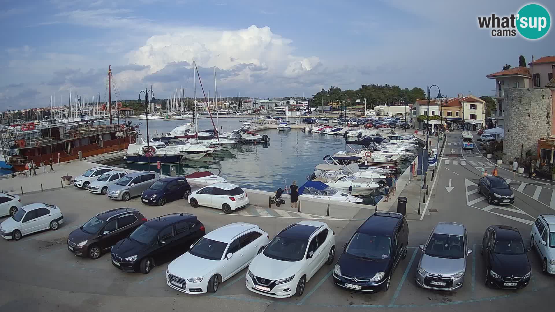 Novigrad | Porporela marina