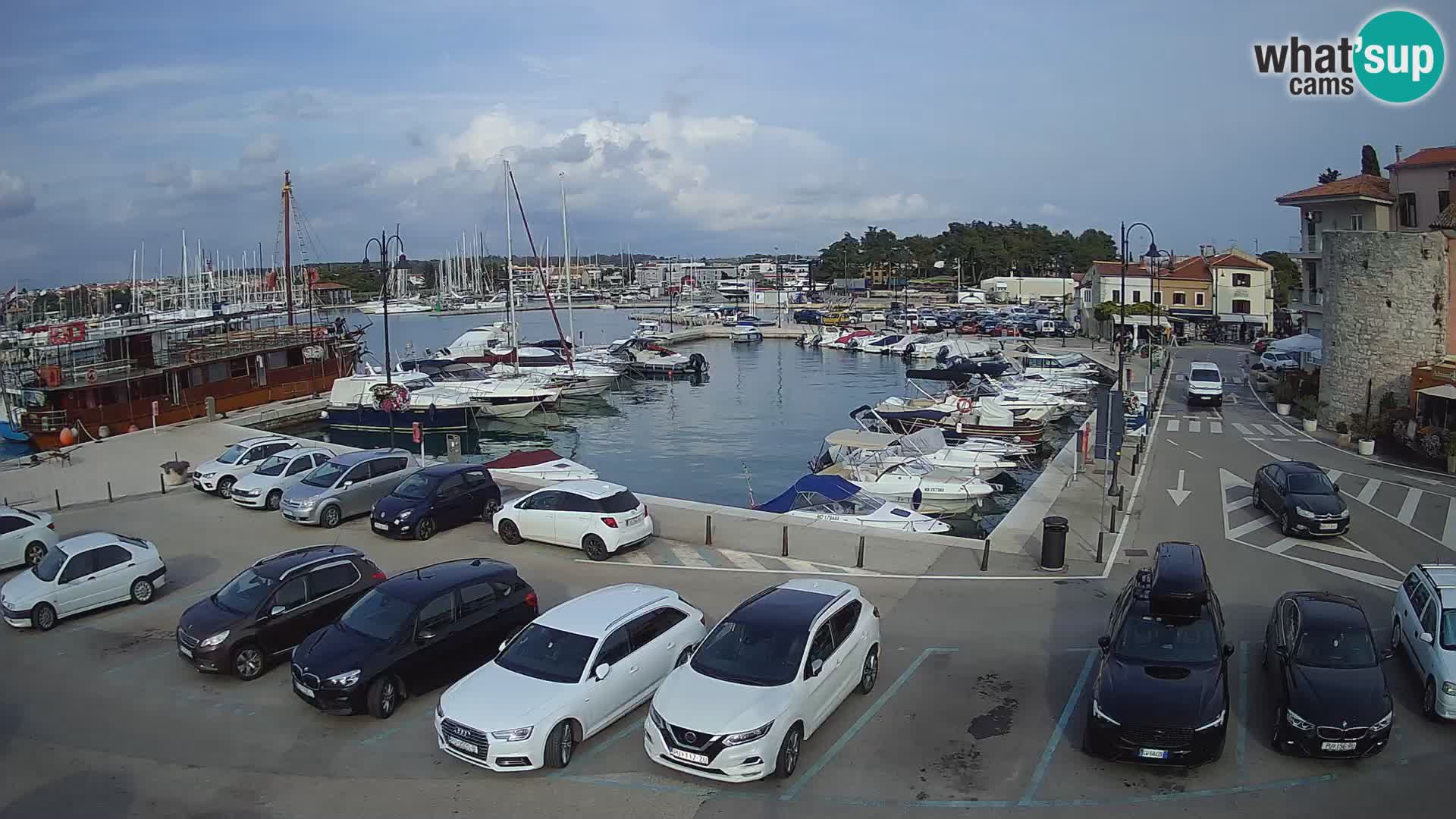 Novigrad | Porporela marina