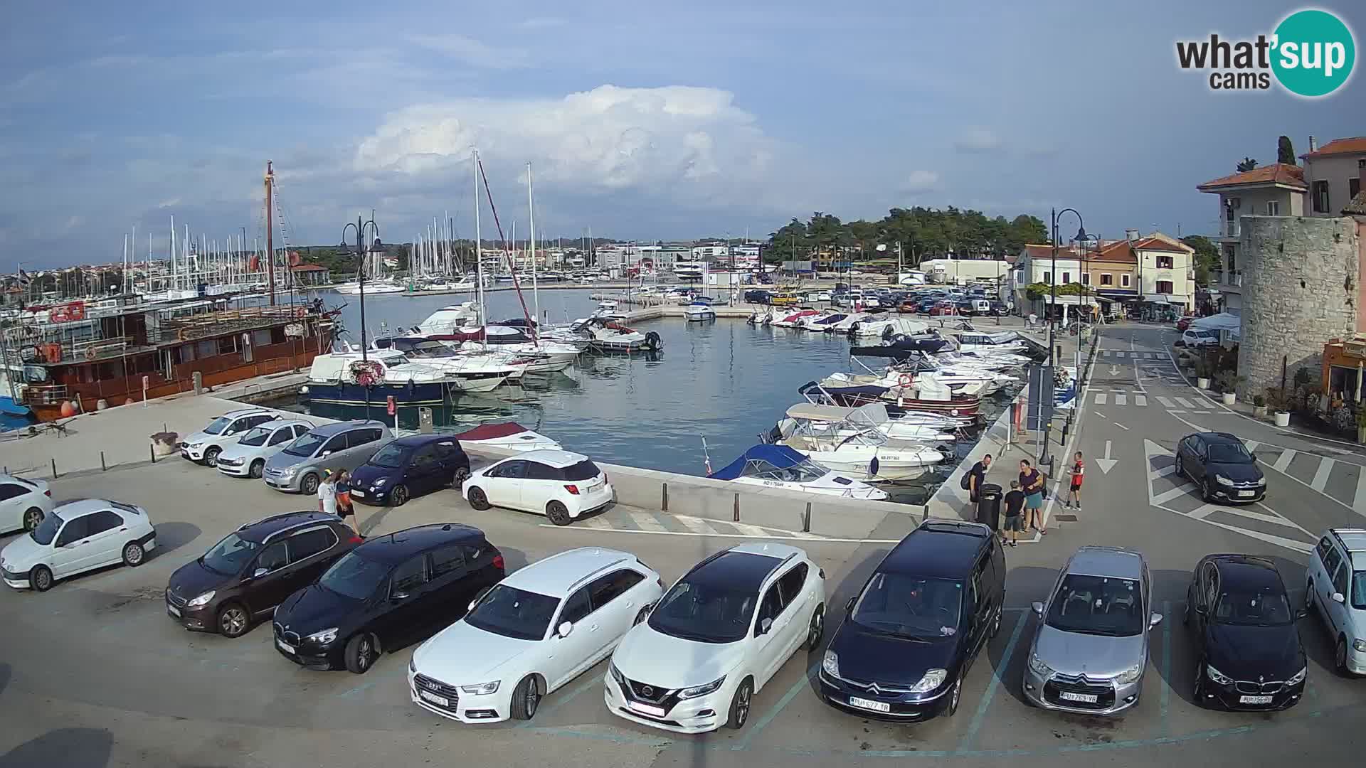 Novigrad | Porporela marina