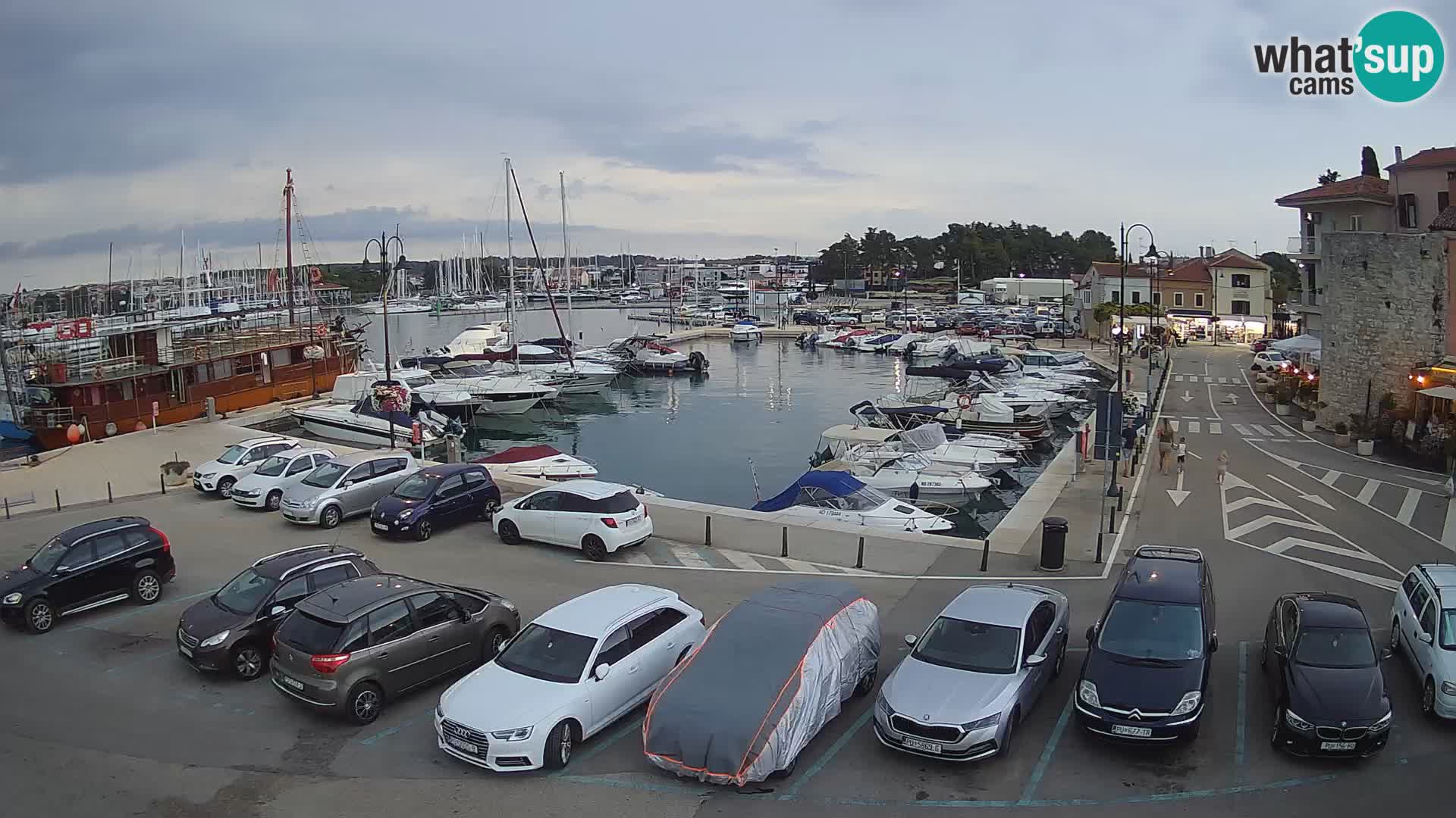 Novigrad | Porporela marina