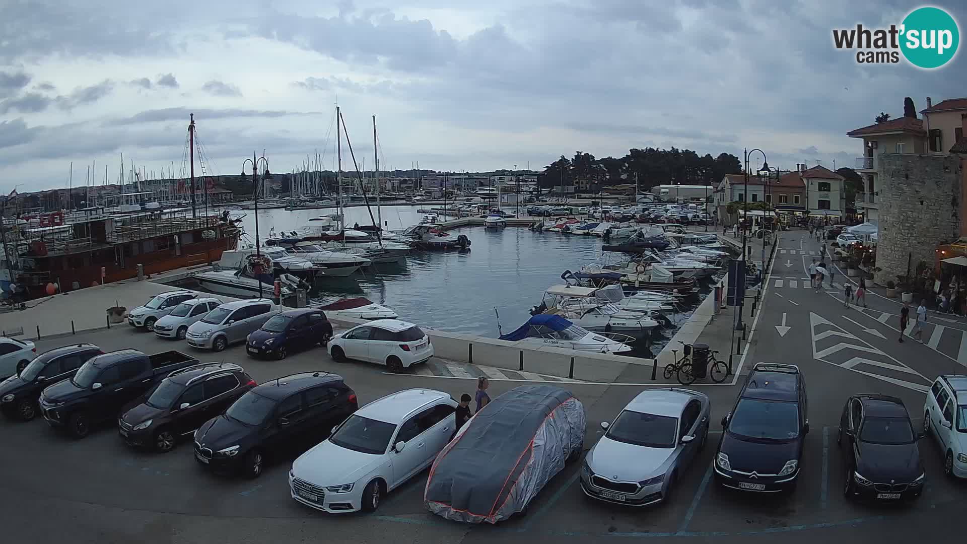 Novigrad | Porporela marina