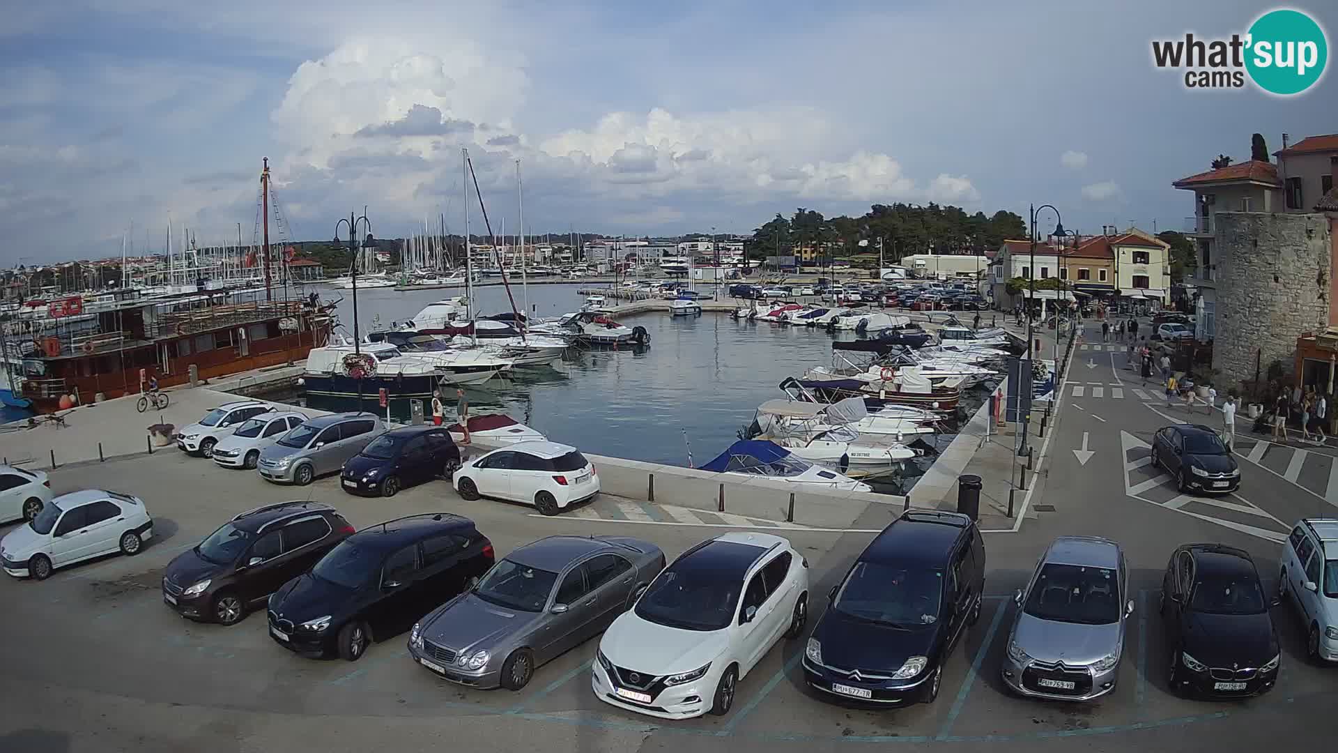 Novigrad | Porporela marina