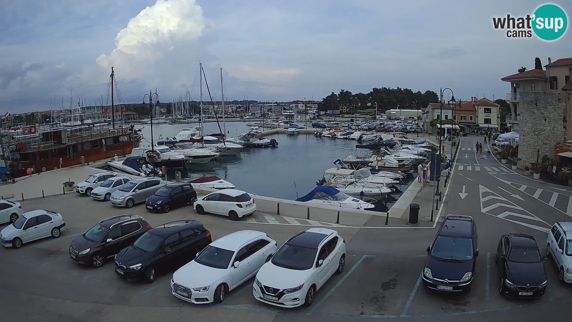 Novigrad | Porporela marina